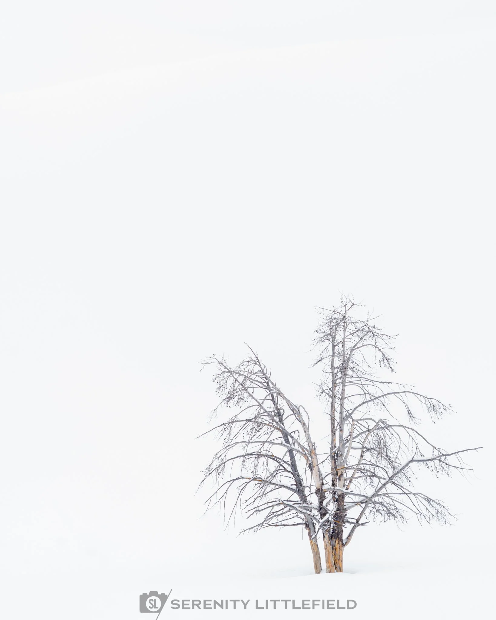 Yellowstone_Winter_2025_HR_SLL-07018.jpg
