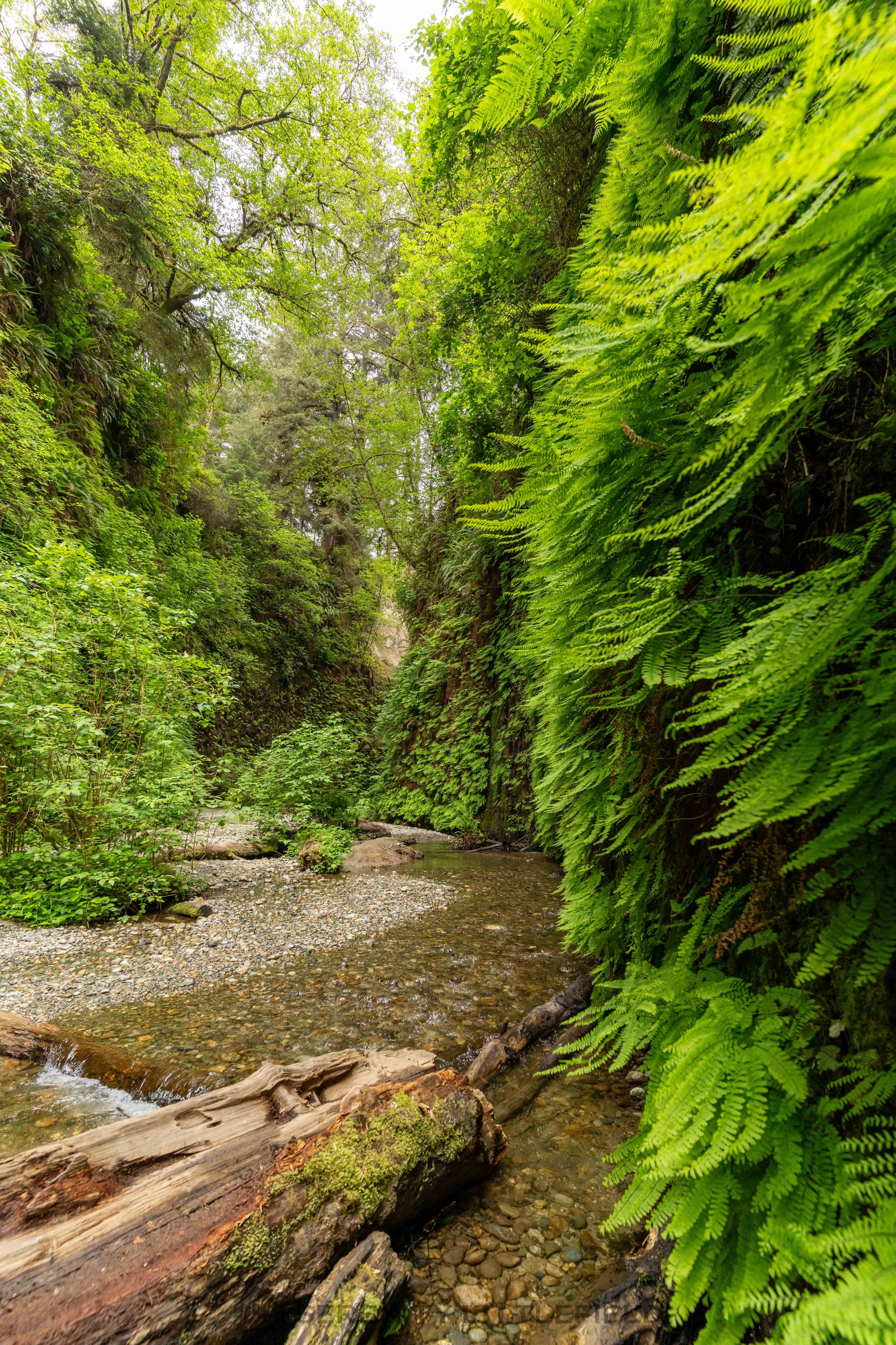 Fern Canyon