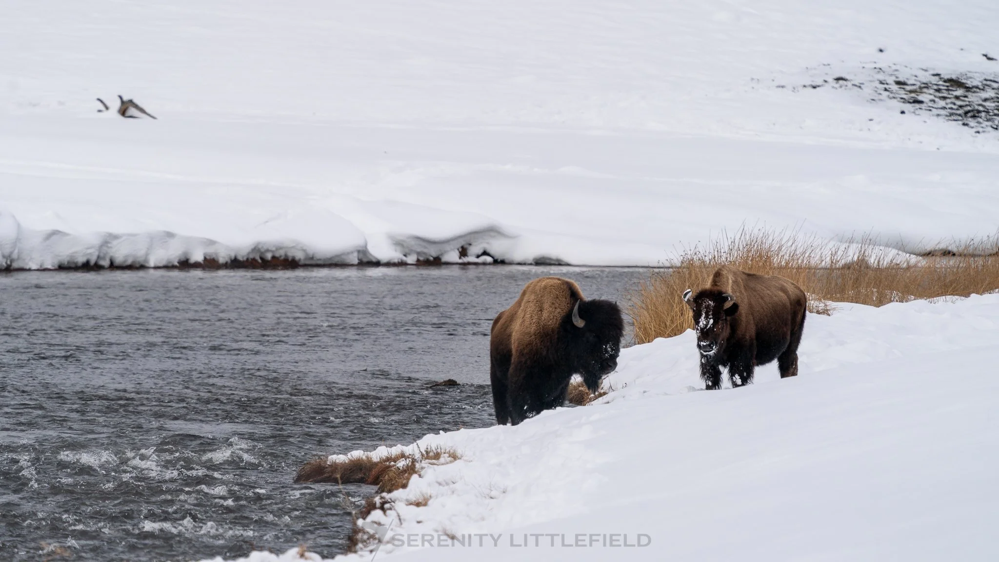 Bison in Yellowstone National Park
