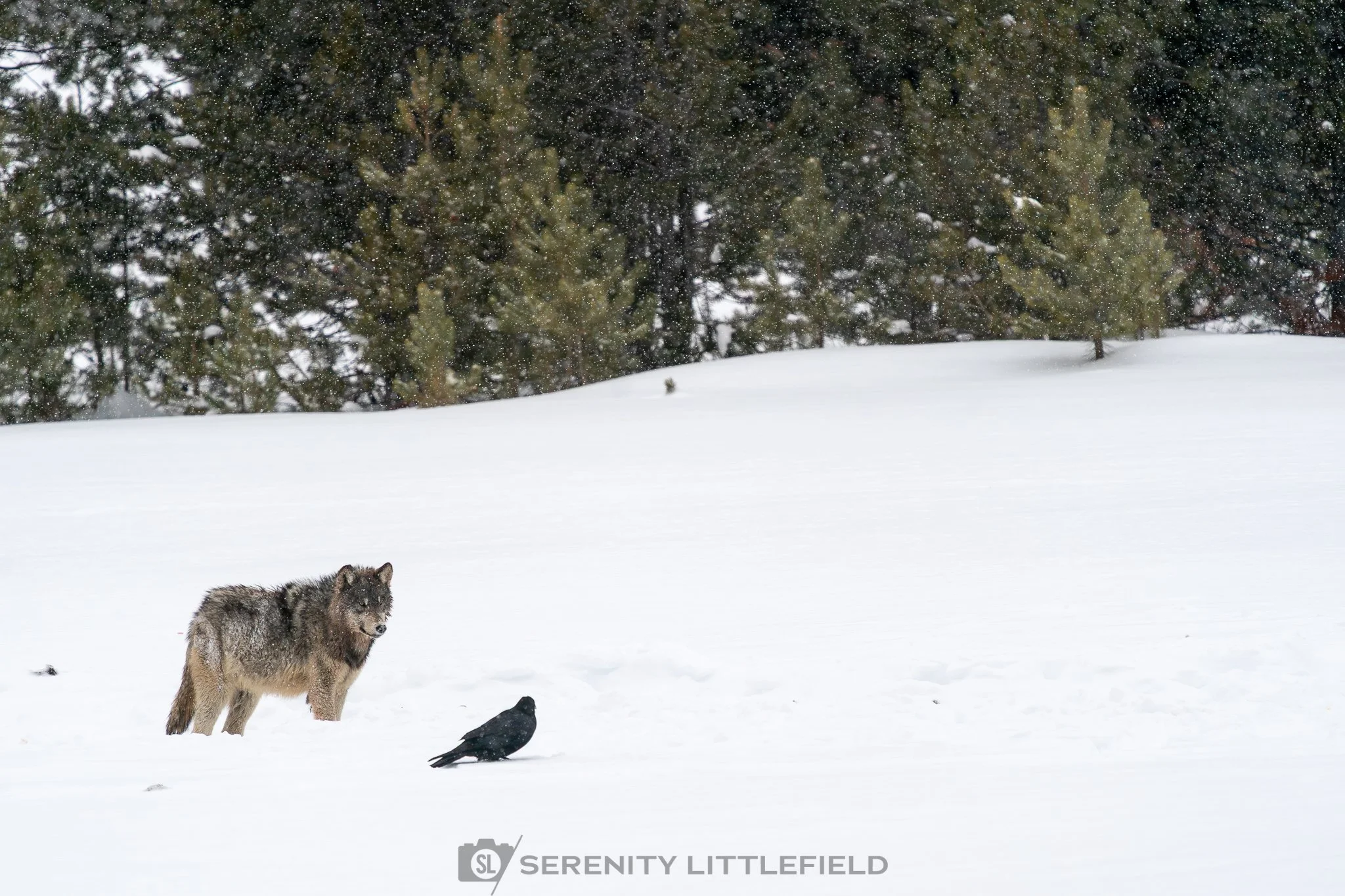 Wolf in Yellowstone National Park