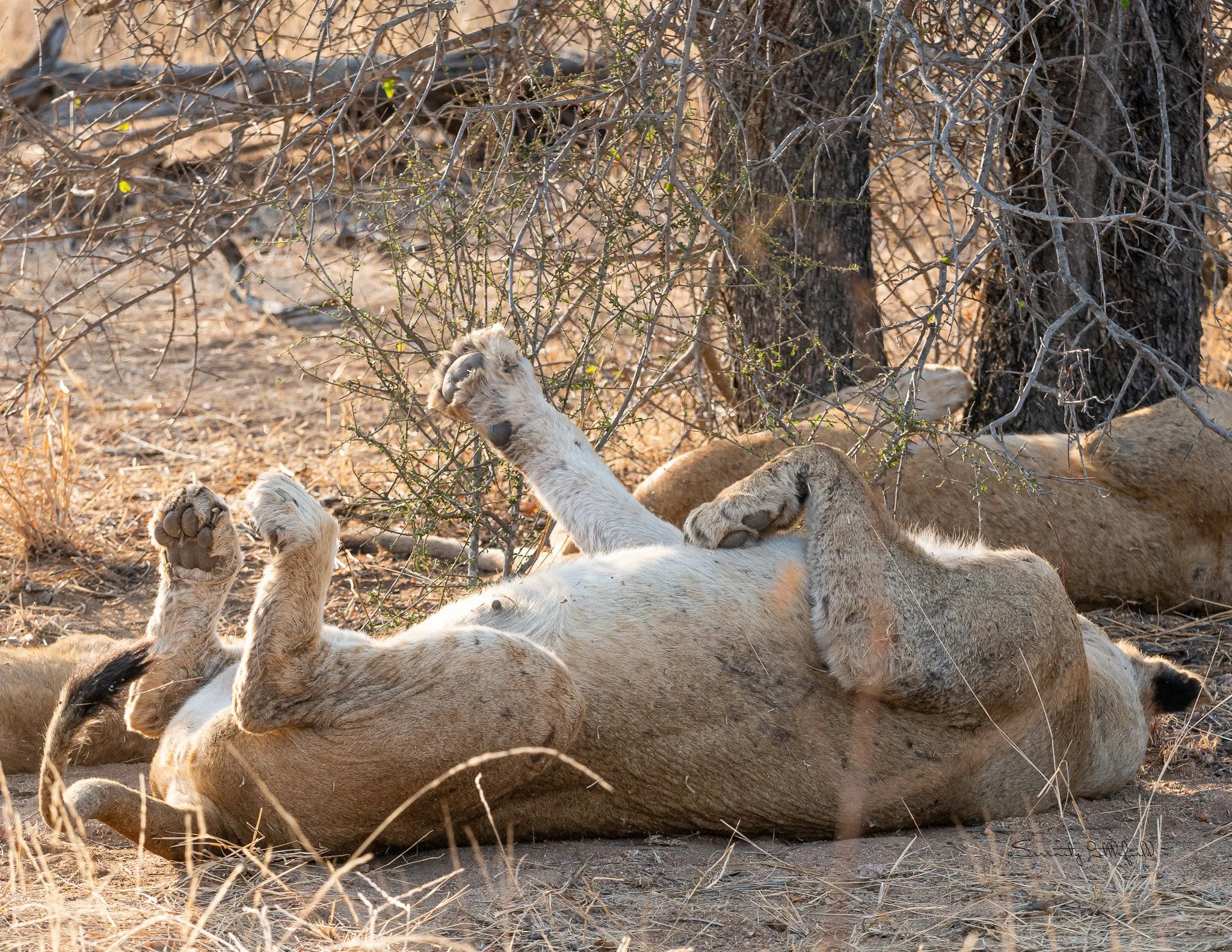 Africa_2019_SLL_-00026.jpg