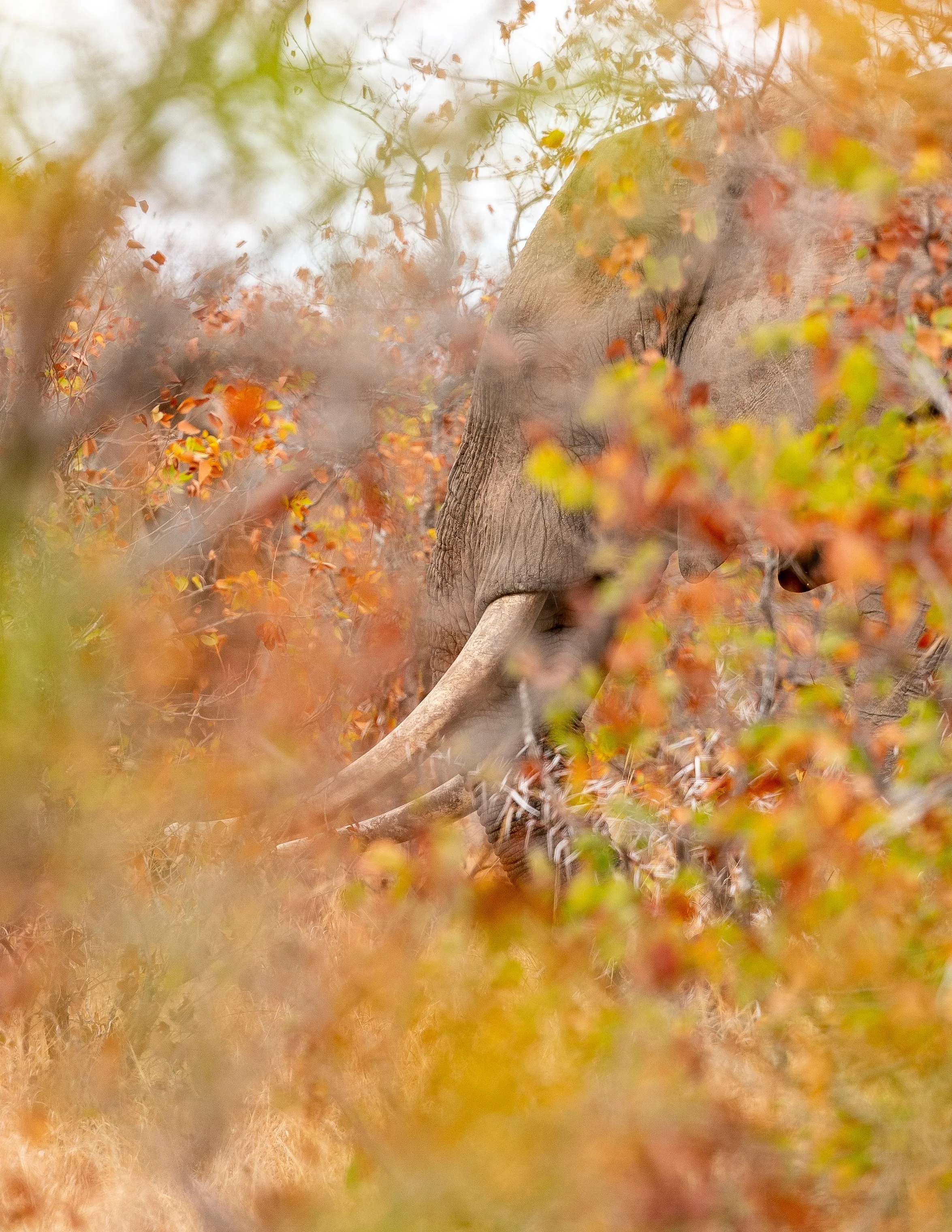 Africa2019_SLL-05596.jpg