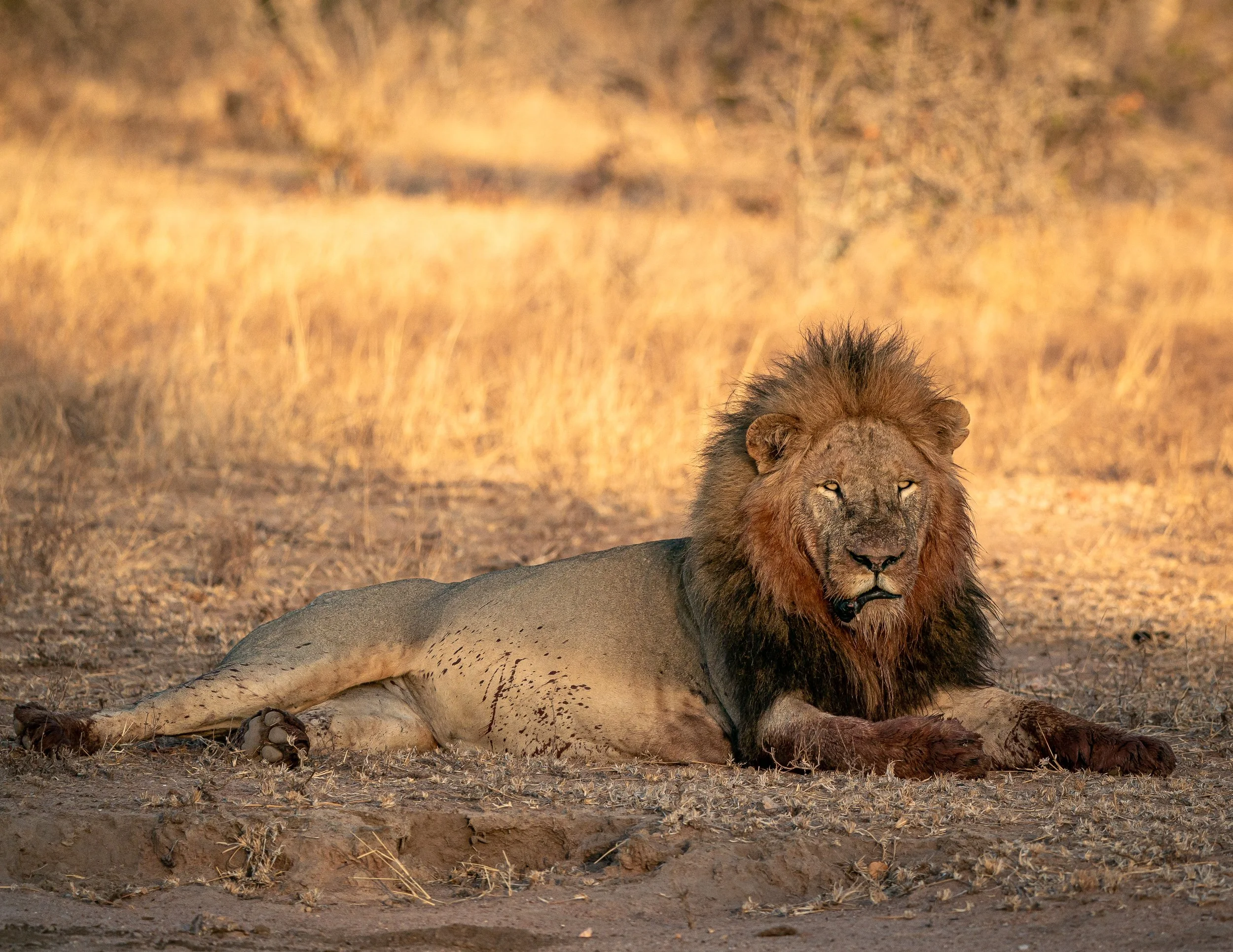 Africa2019_SLL-08172.jpg
