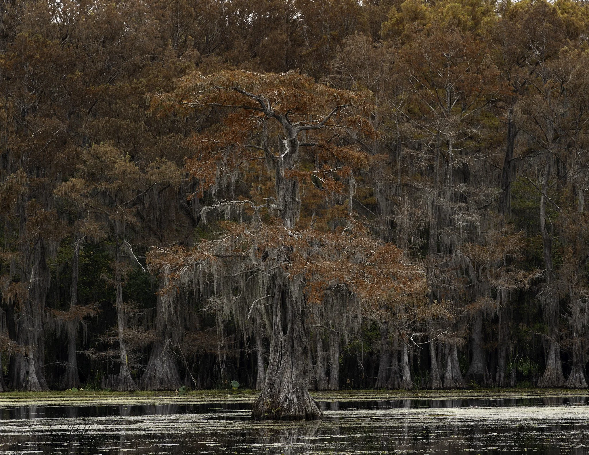 Caddo_Lake_2023_SLL-07305-Edit.jpg