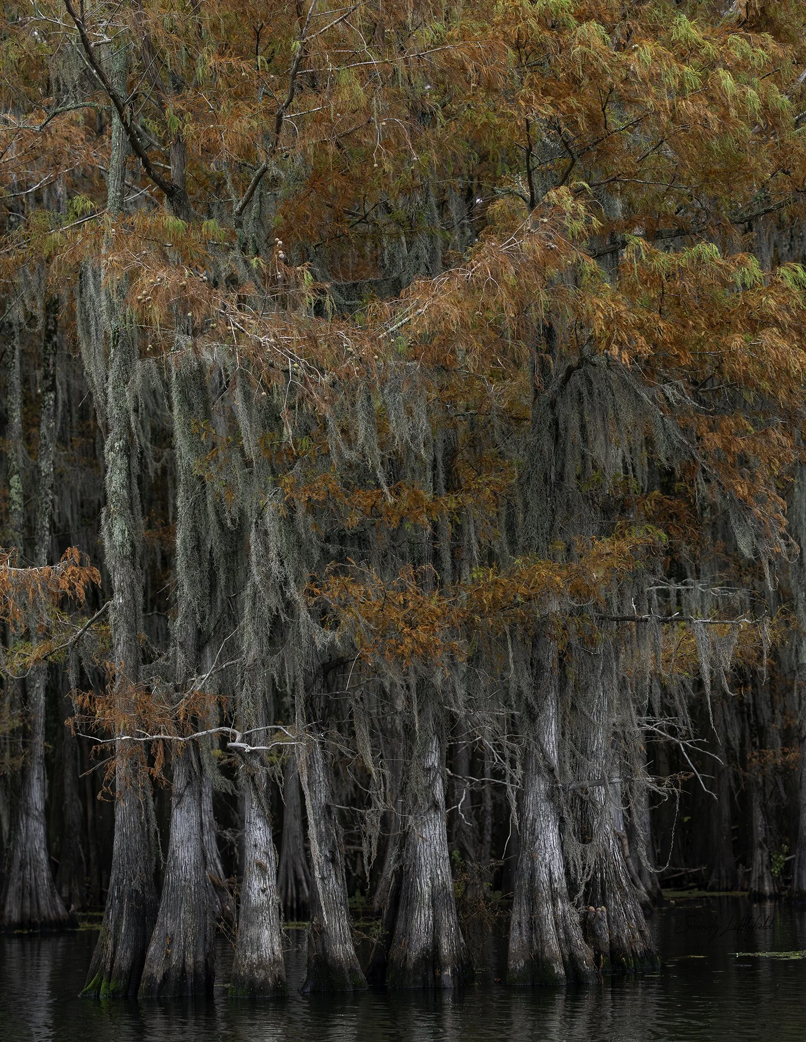 Caddo_Lake_2023_SLL-07600-Enhanced-NR-Edit.jpg