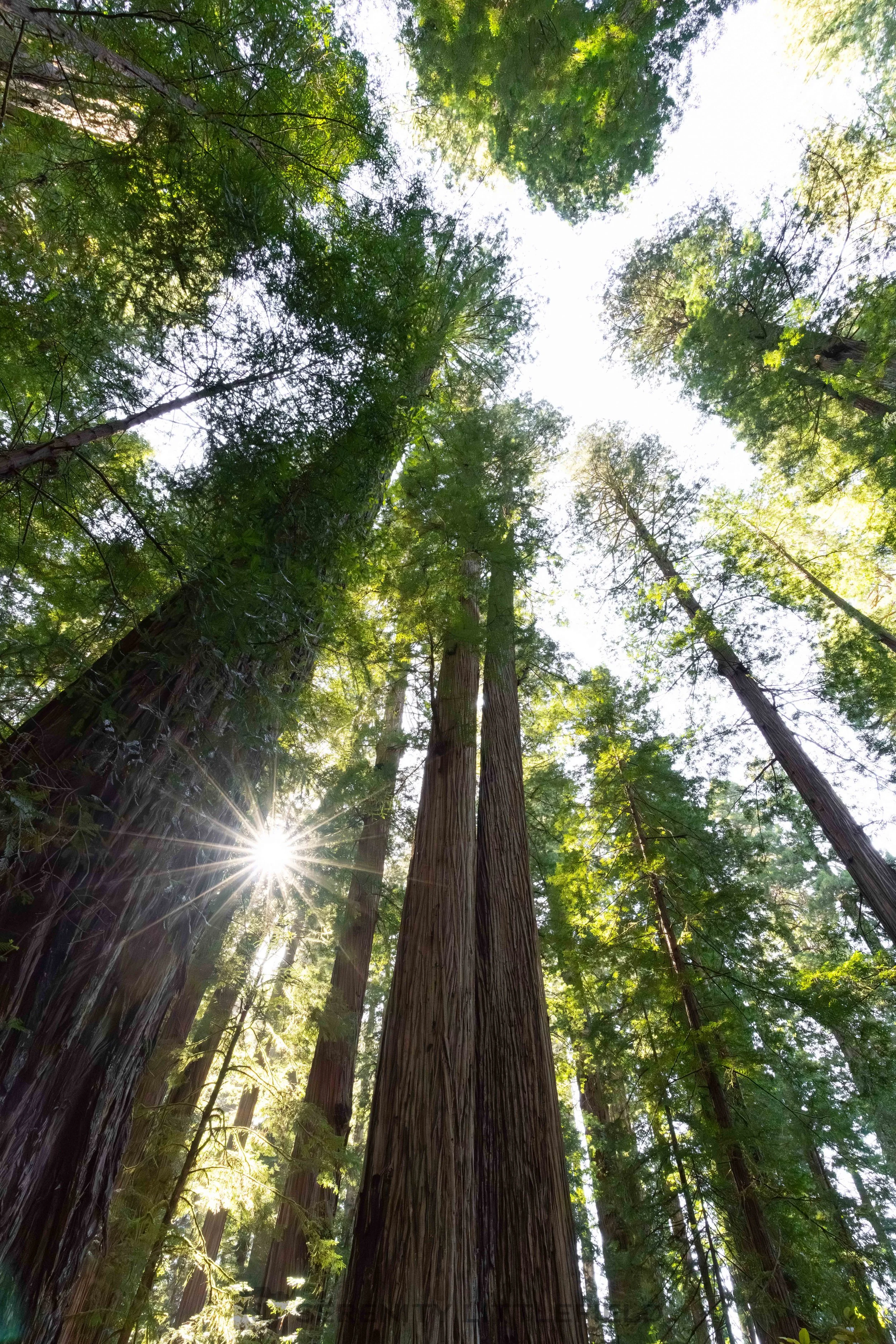 Redwood National Forest and State Parks