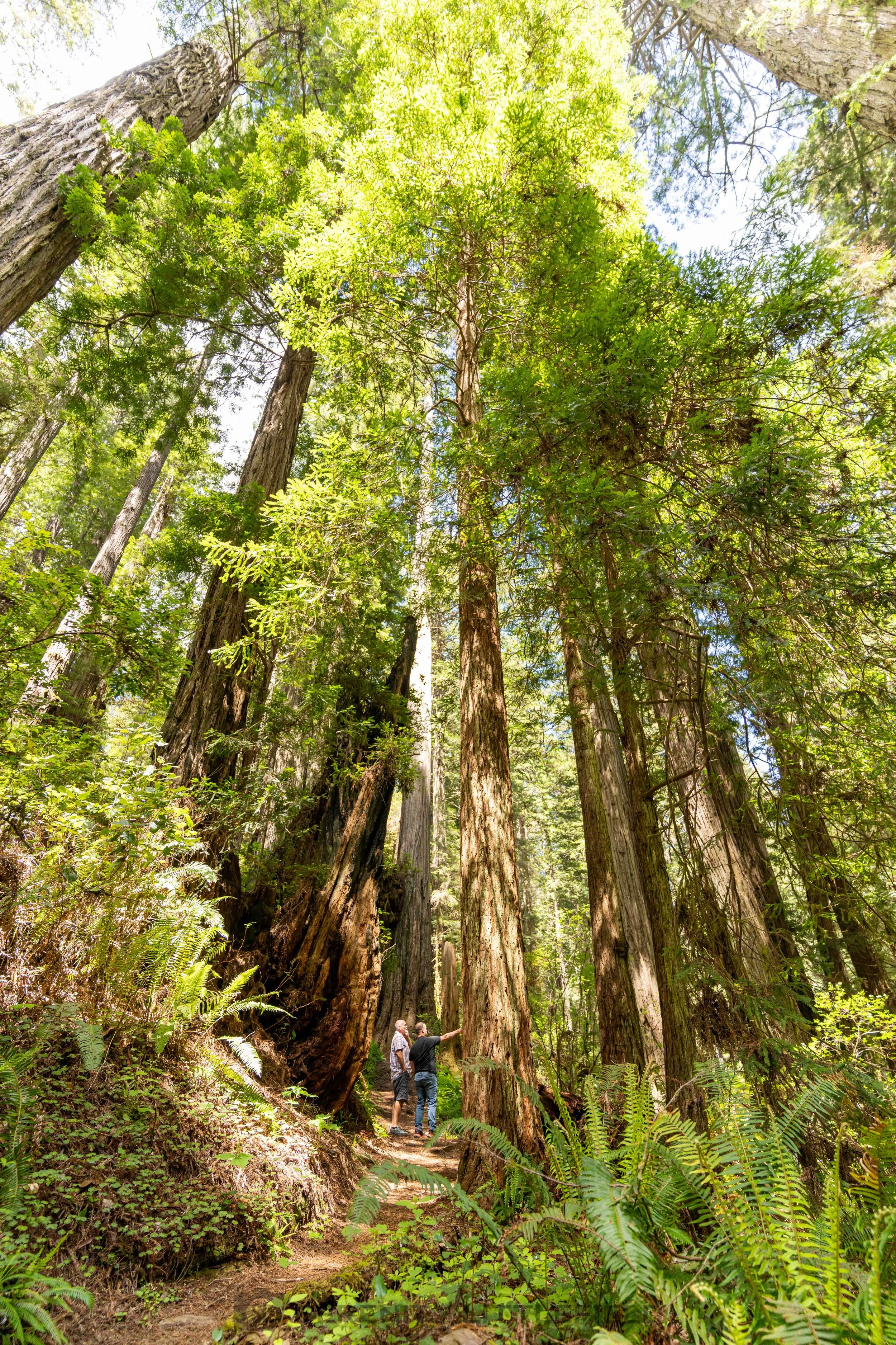 Redwood National Forest and State Parks