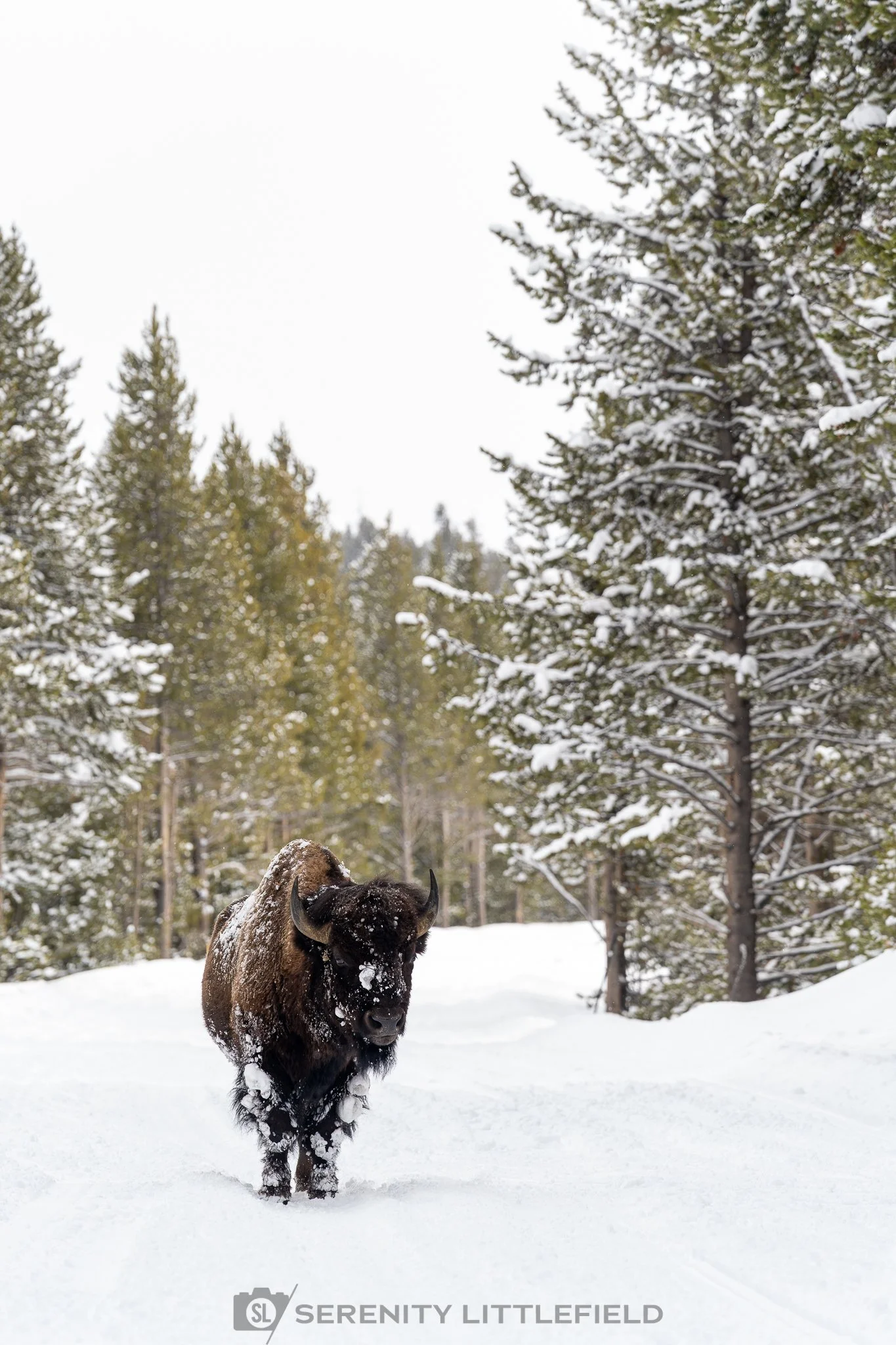 Bison in Yellowstone National Park