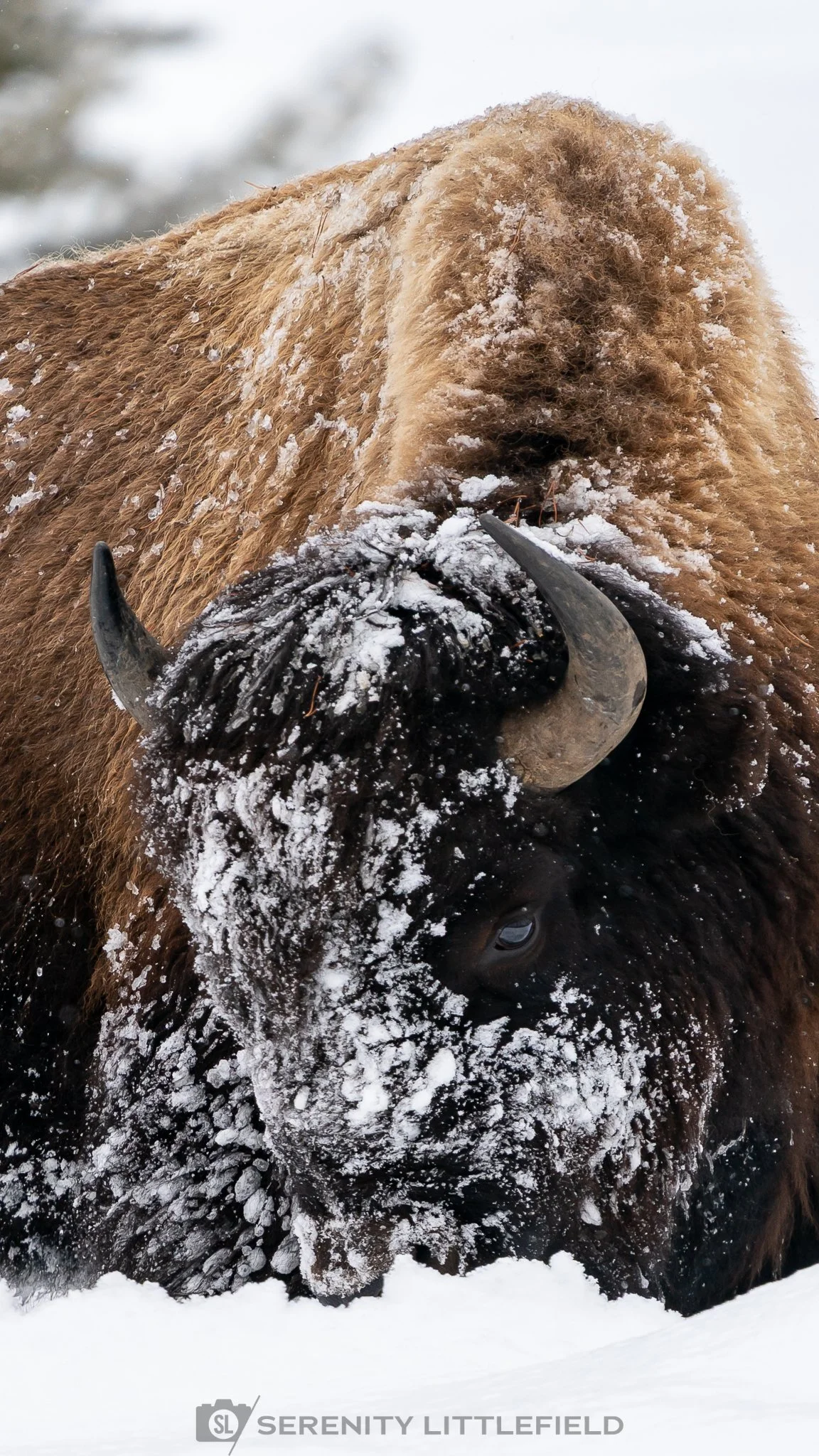 Bison in Yellowstone National Park
