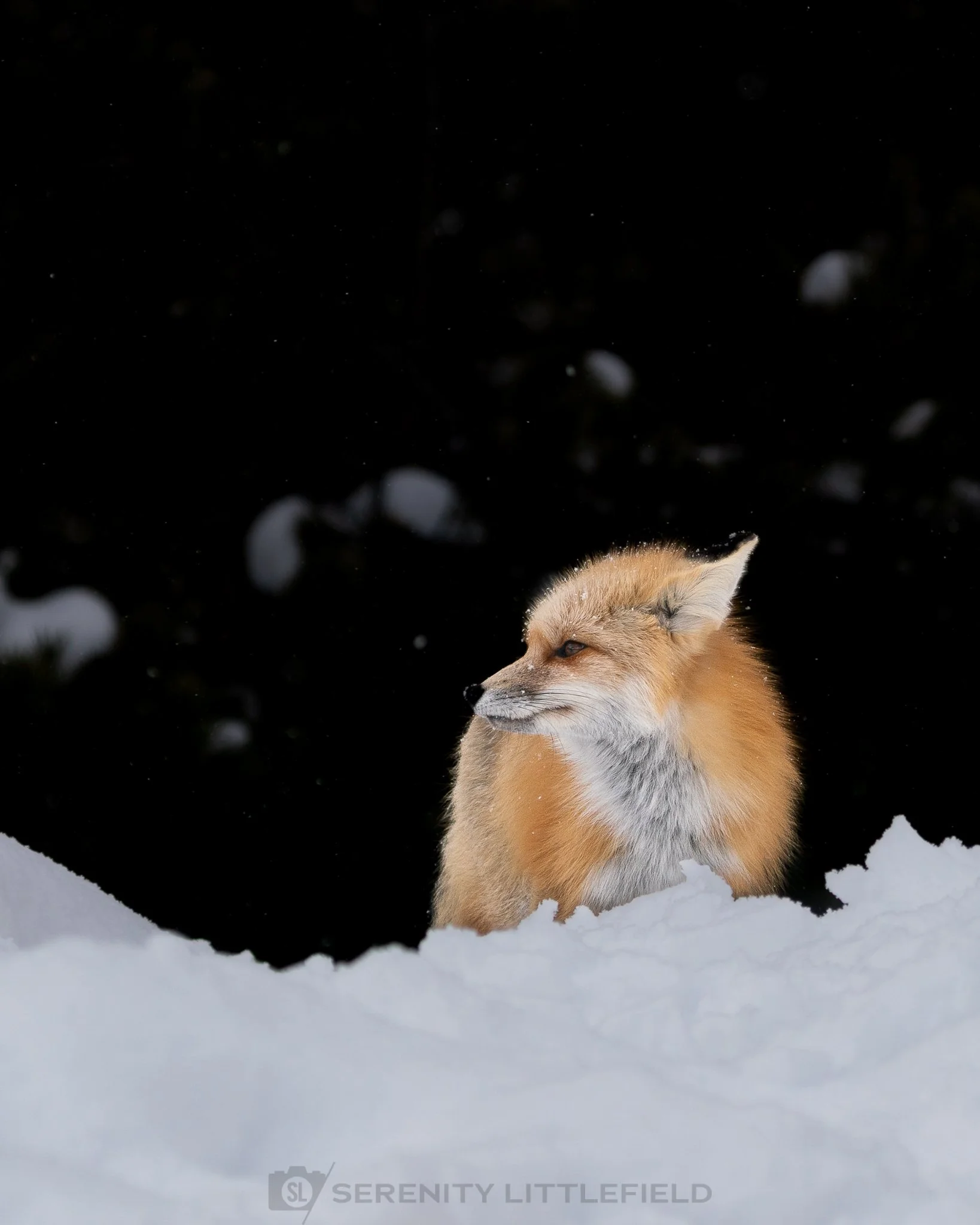 Fox in Yellowstone National Park