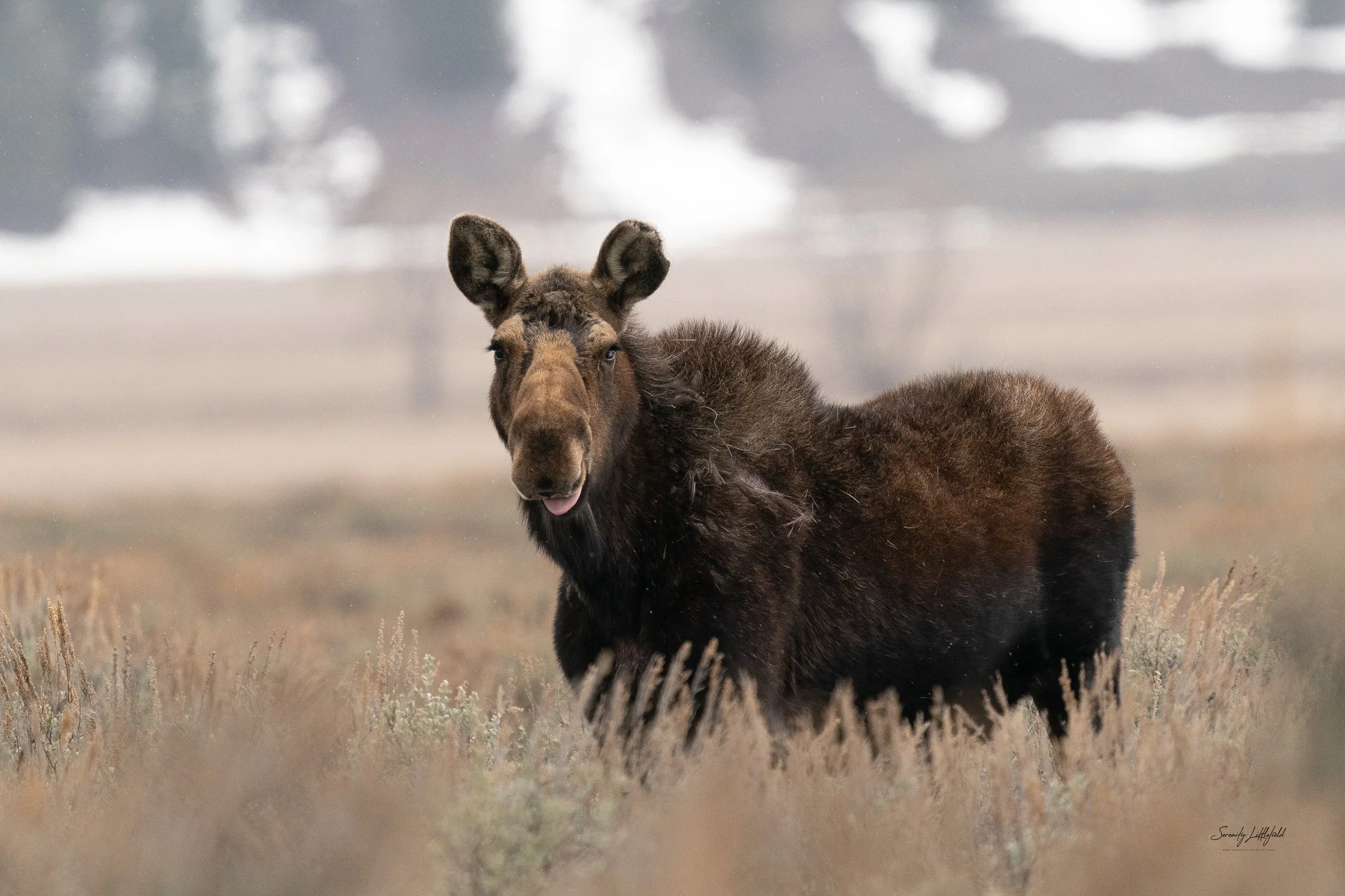 GrandTetonNP_2024_Sony_a9_SLL-00419-Edit.jpg