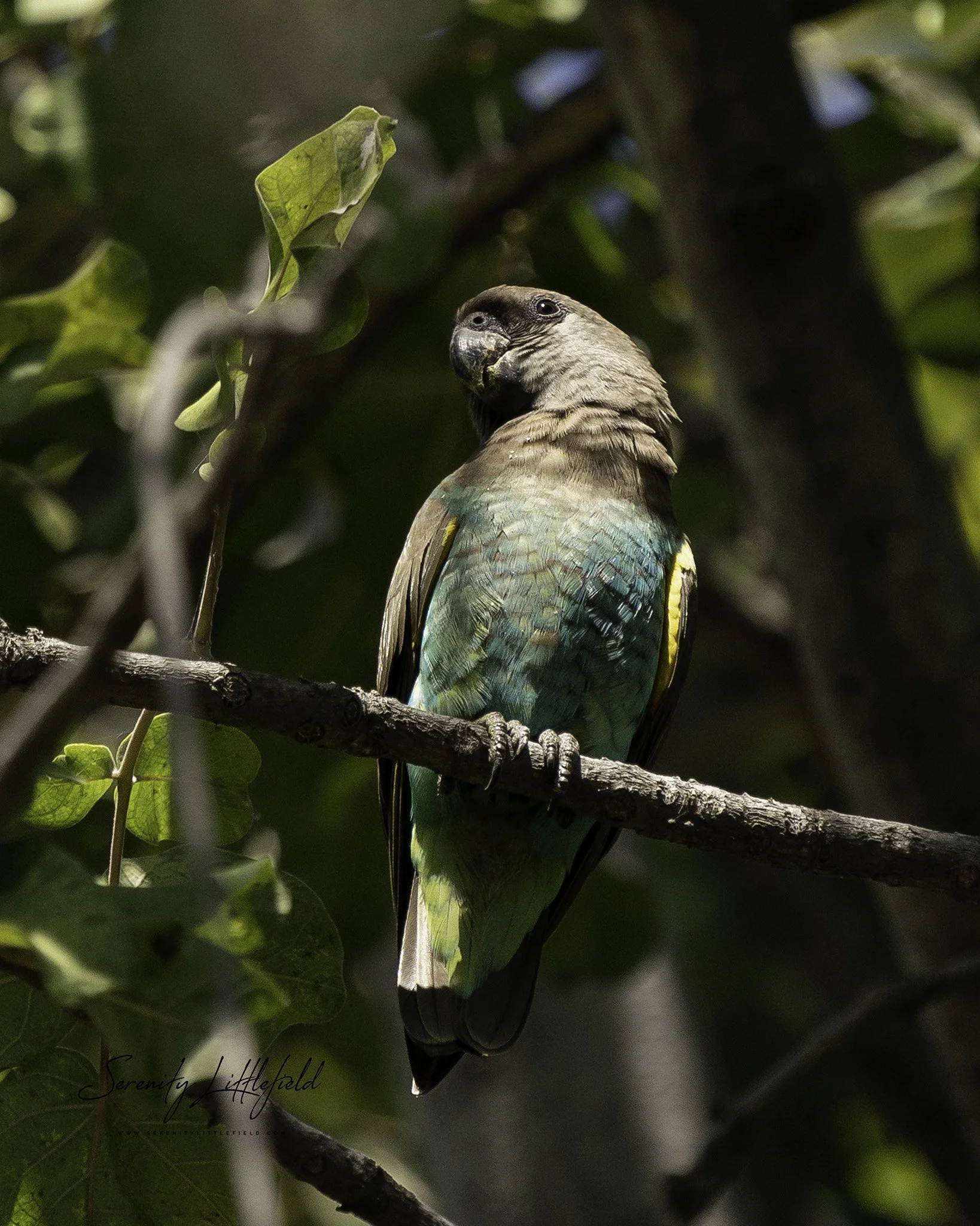 Africa_May_26_2022_SLL-01486-Edit.jpg