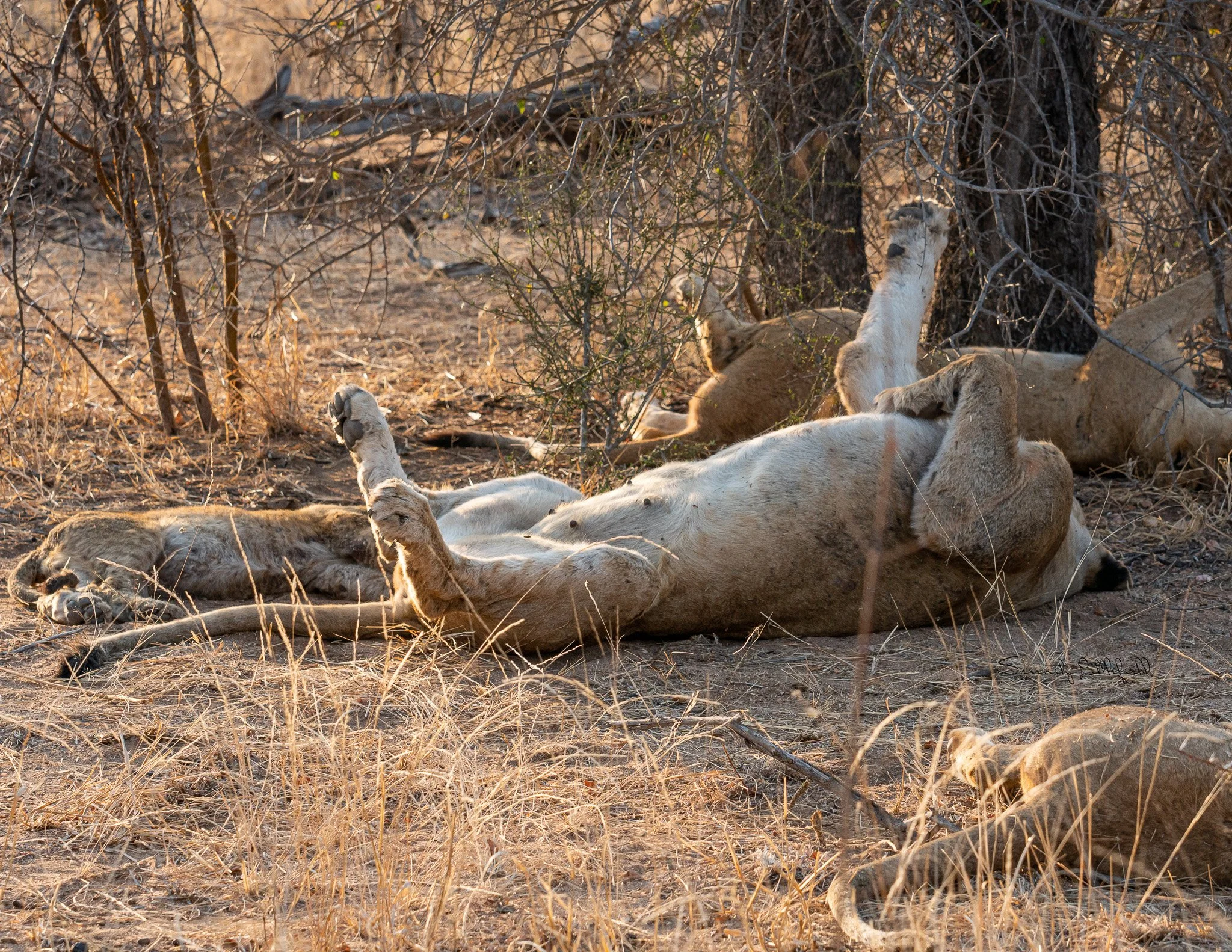 Africa_2019_SLL_-00039.jpg