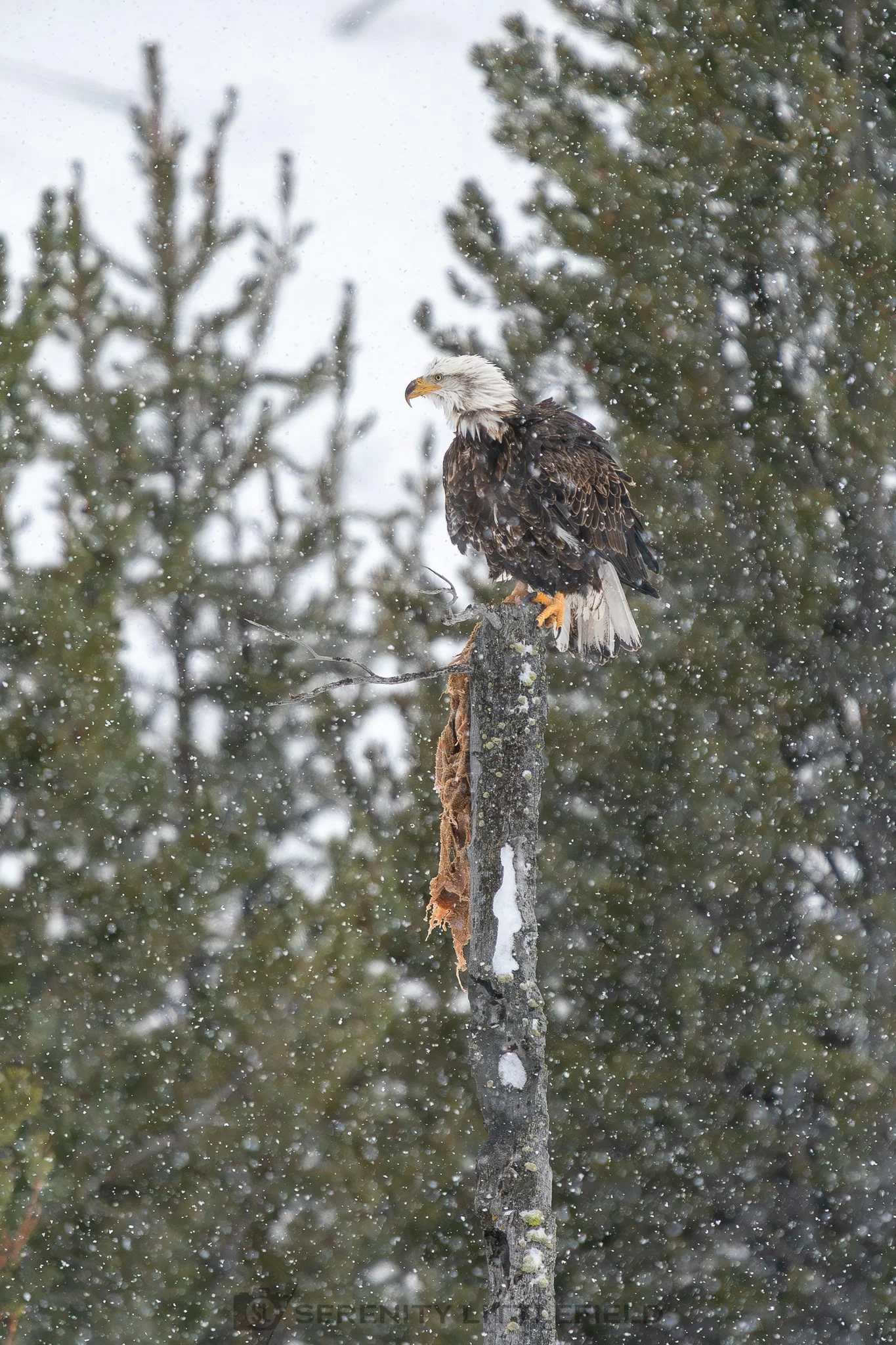 Eagle in Yellowstone National Park