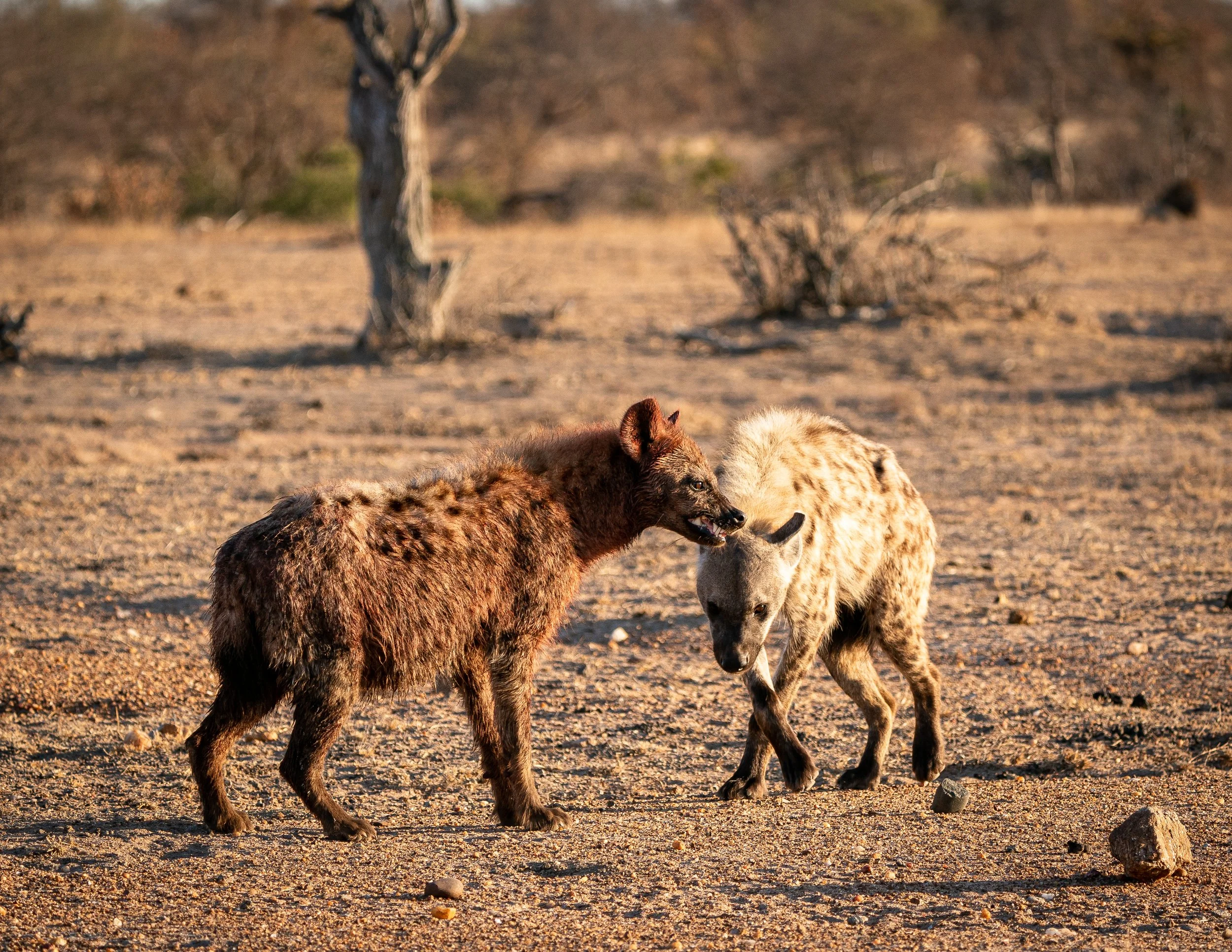 Africa2019_SLL-08513.jpg