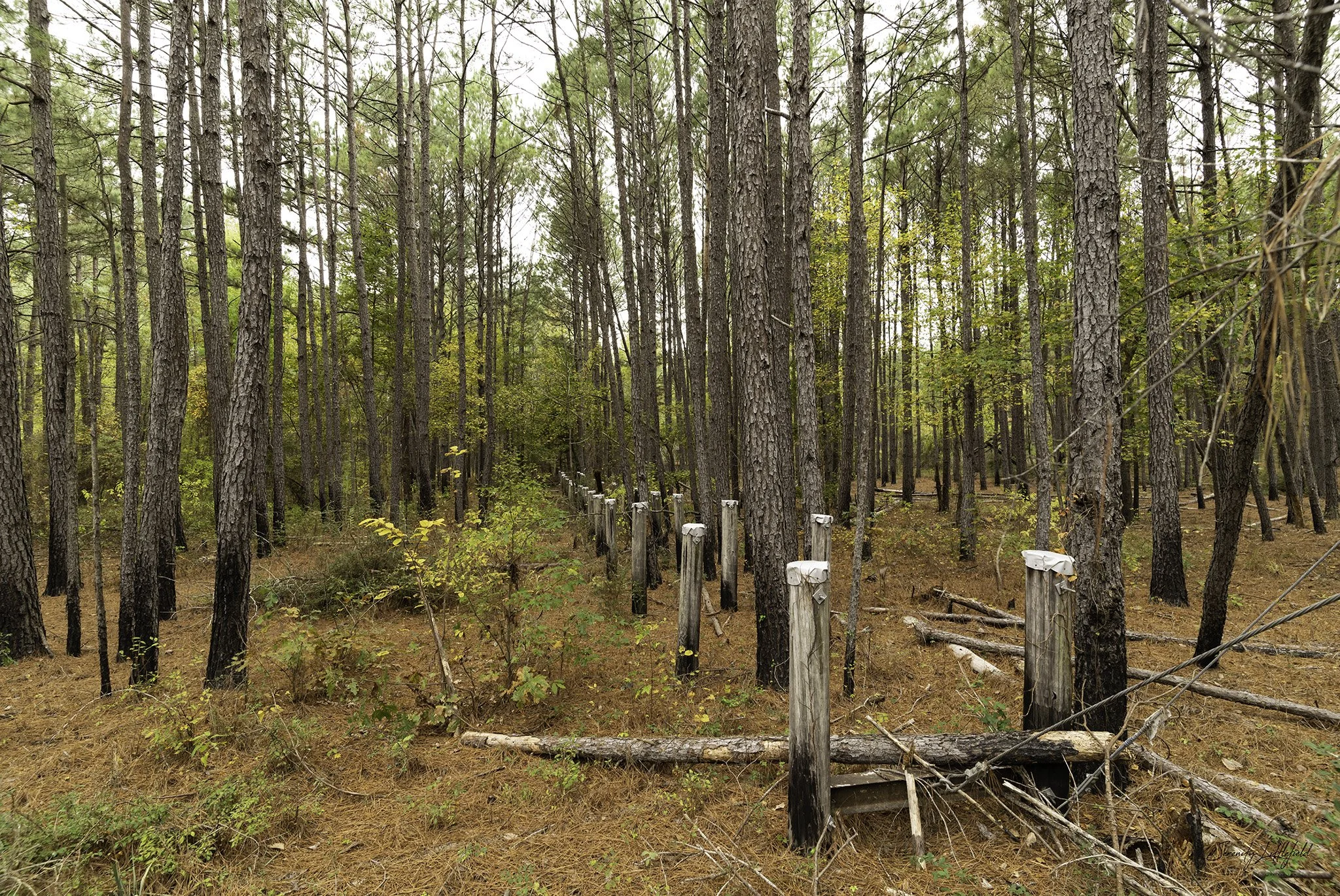 Longhorn_Army_Ammunition_Plant_SLL-06895-Edit.jpg