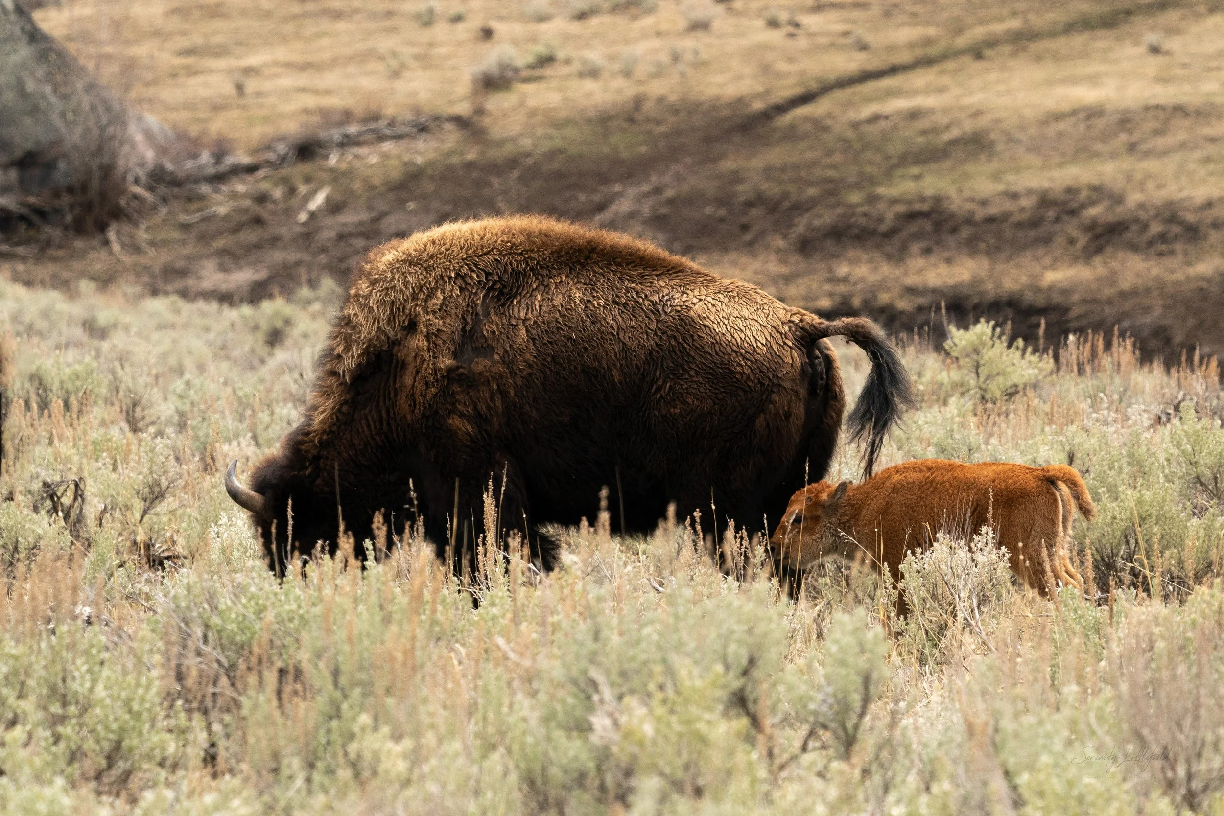YellowstoneNP_2024_Sony_a9_SLL-00907-Edit copy.jpg