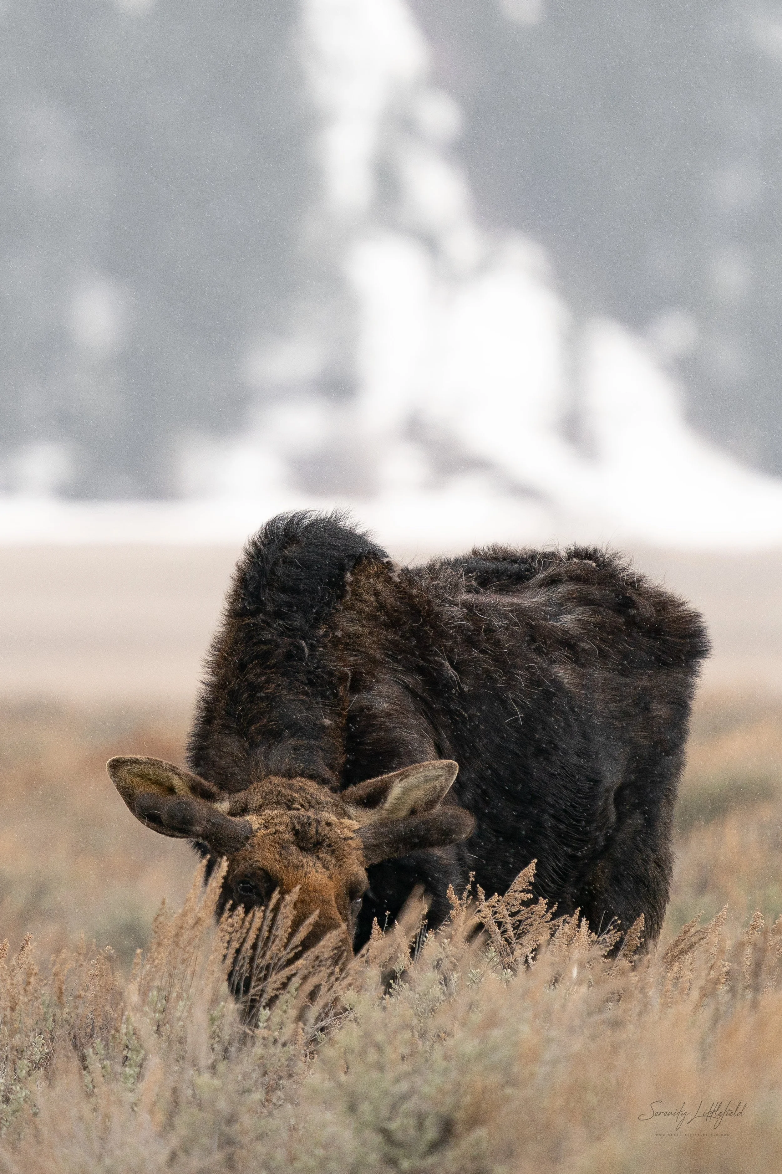 GrandTetonNP_2024_Sony_a9_SLL-00109-Edit.jpg