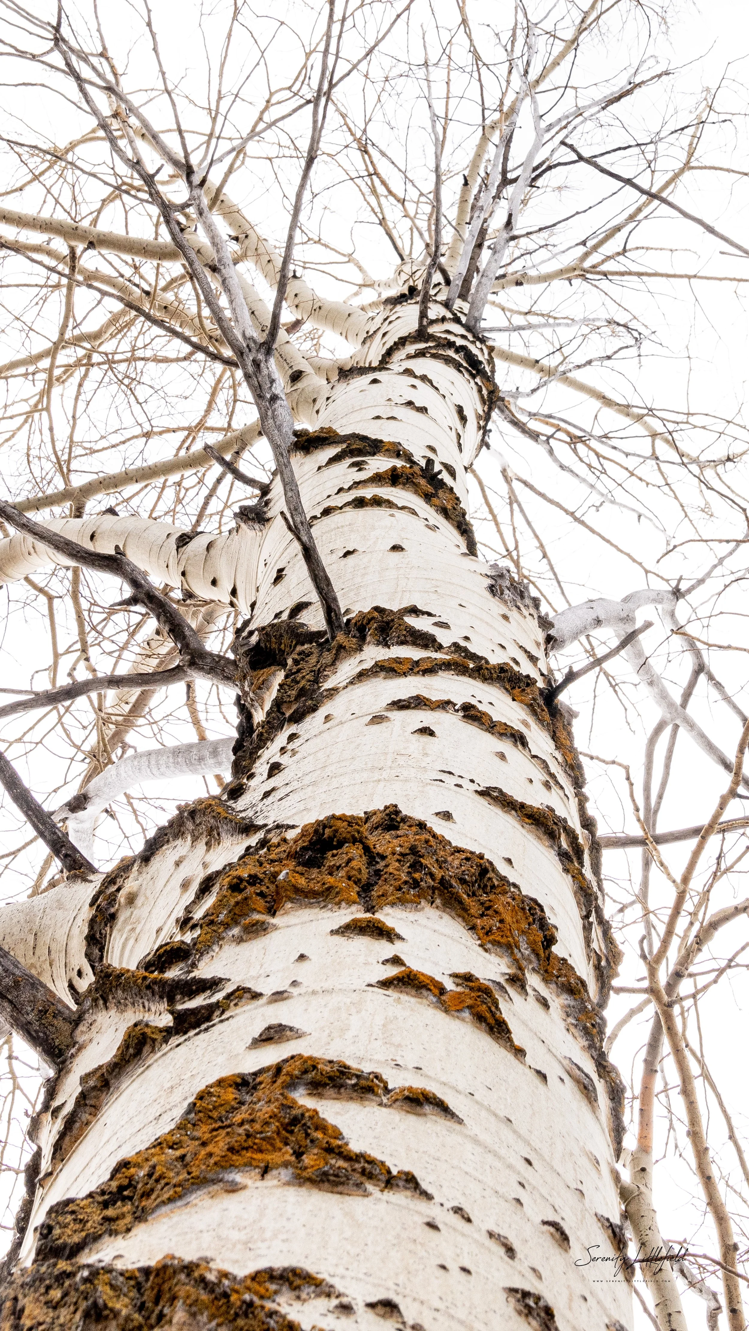 GrandTetonNP_2024_Sony_a7rIV_SLL-07837-Edit.jpg