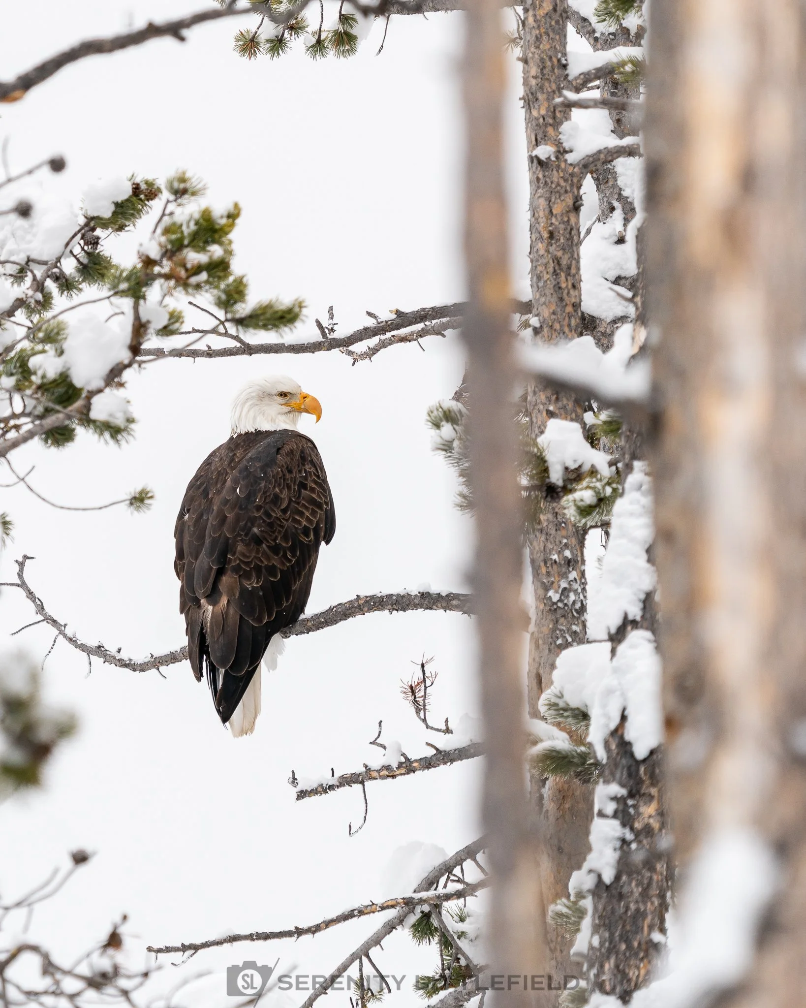 Eagle in Yellowstone National Park