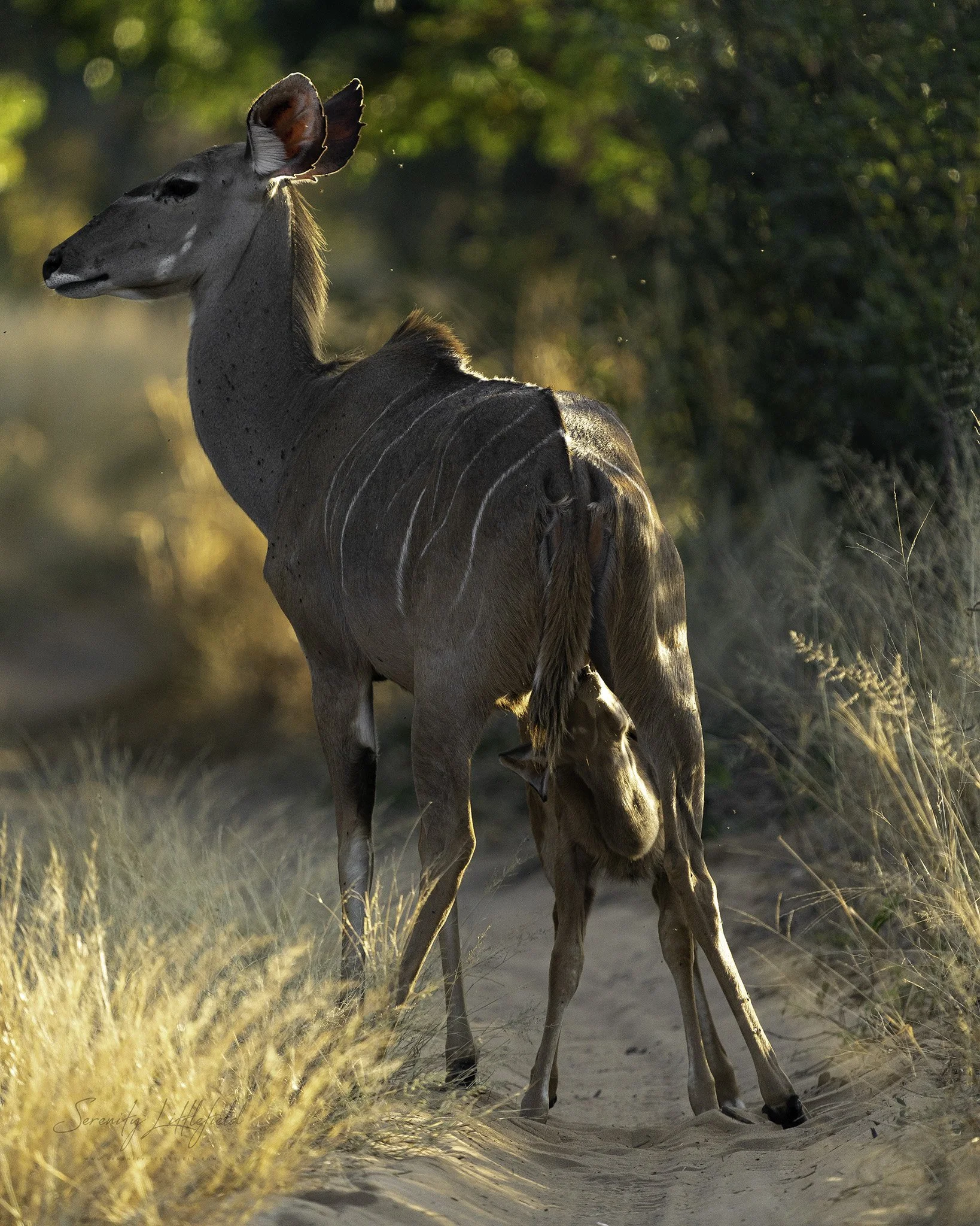 Africa_May_26_2022_SLL-01656-Edit.jpg