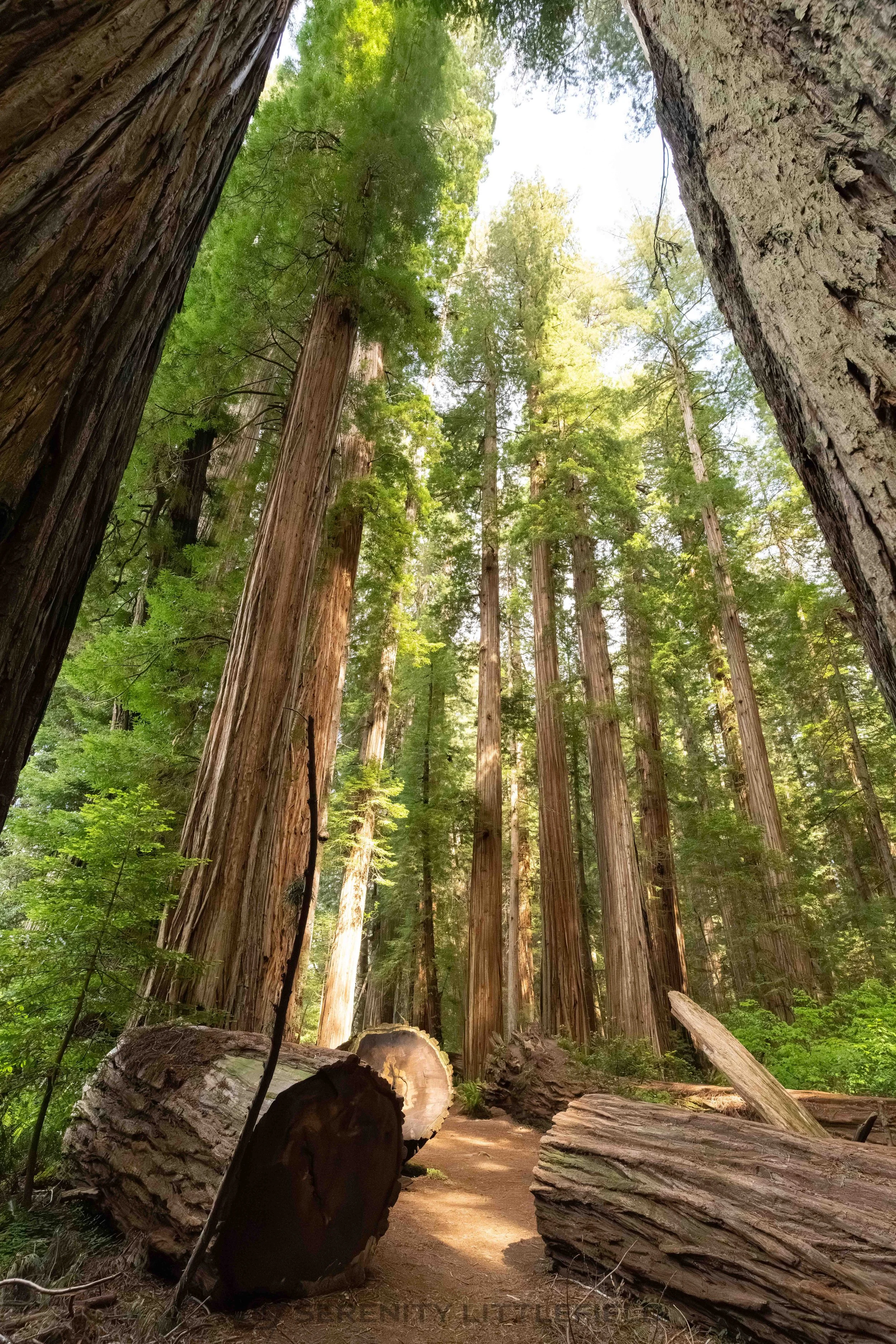 Redwood National Forest and State Parks
