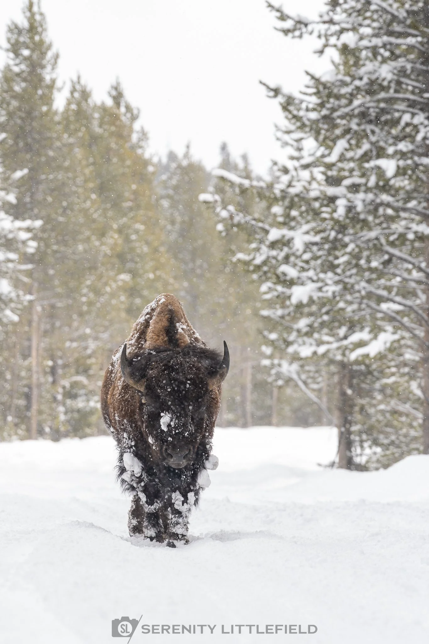 Bison in Yellowstone National Park