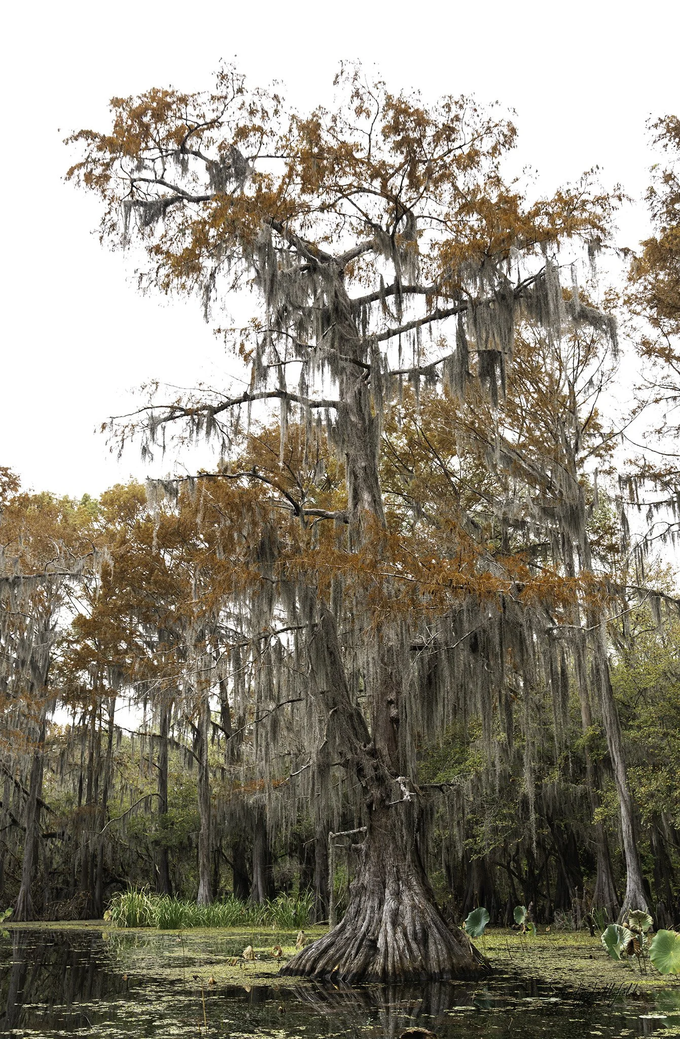 Caddo_Lake_2023_SLL-06967-Edit.jpg