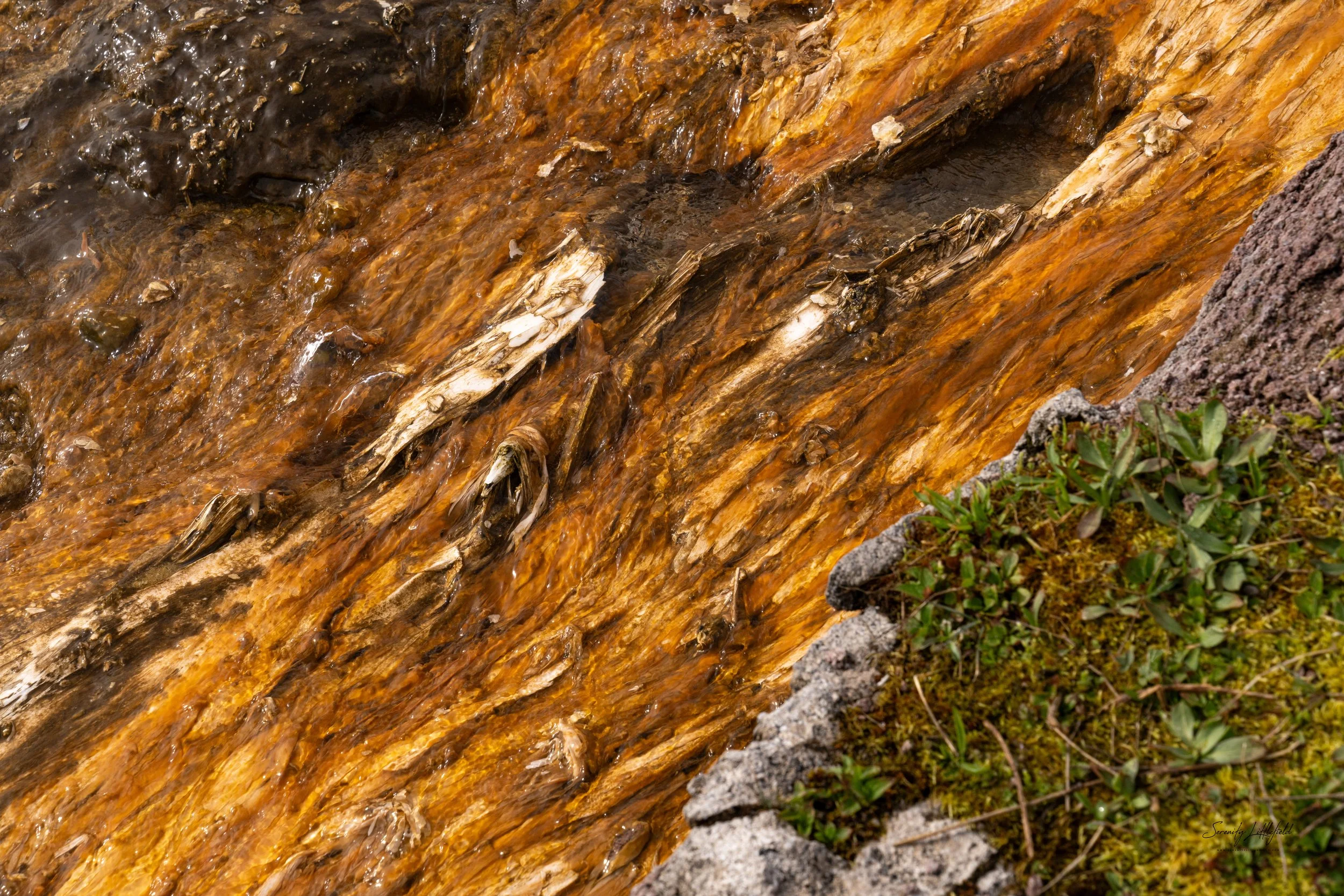 YellowstoneNP_2024_Sony_a7rIV_SLL-07914-Edit.jpg