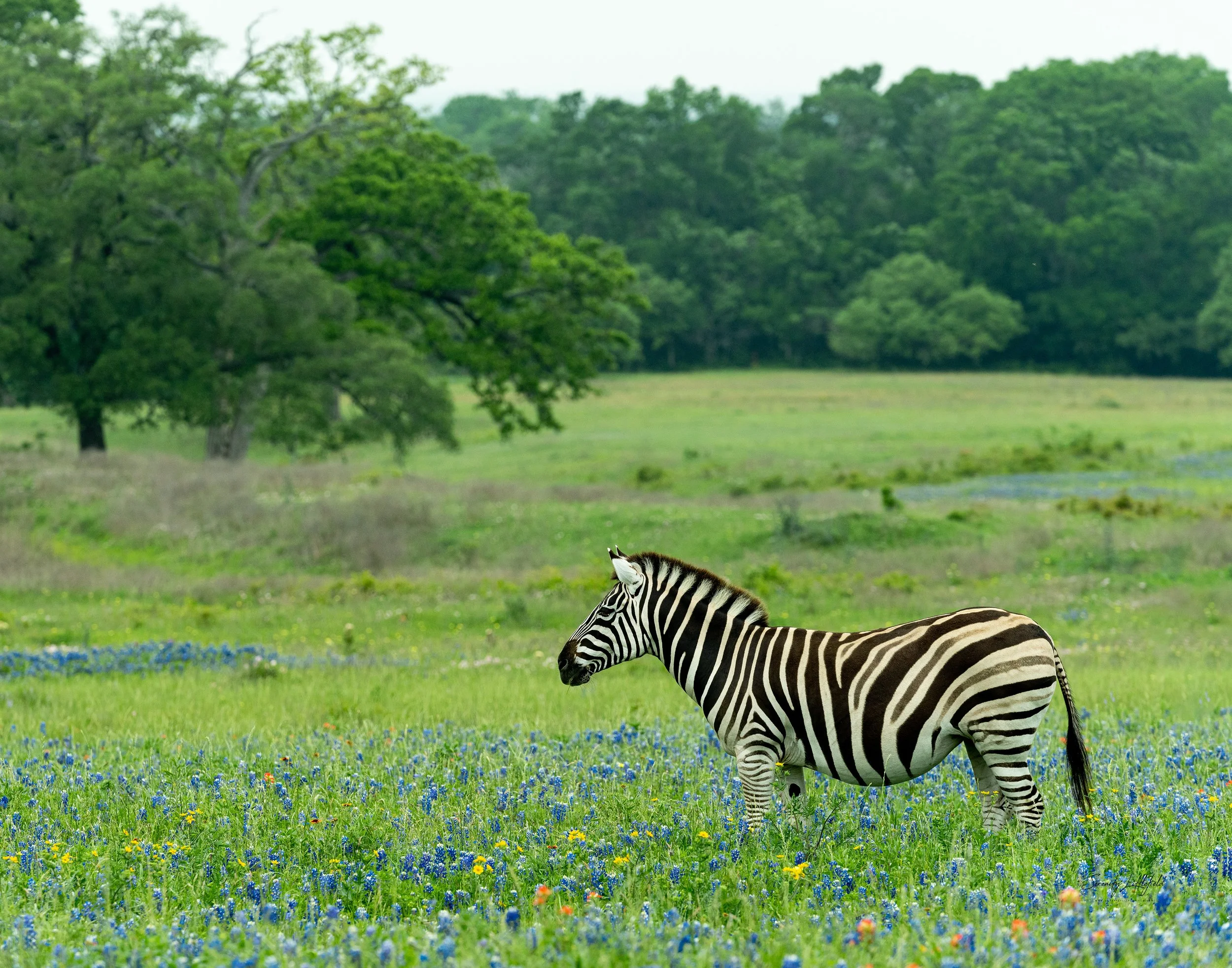 Texas_Wildflower_Zebras_Cows_SLL-05236-Edit.jpg