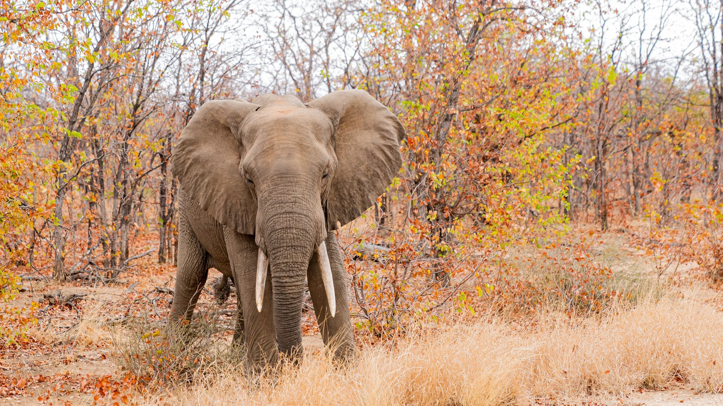 Africa2019_SLL-05208.jpg
