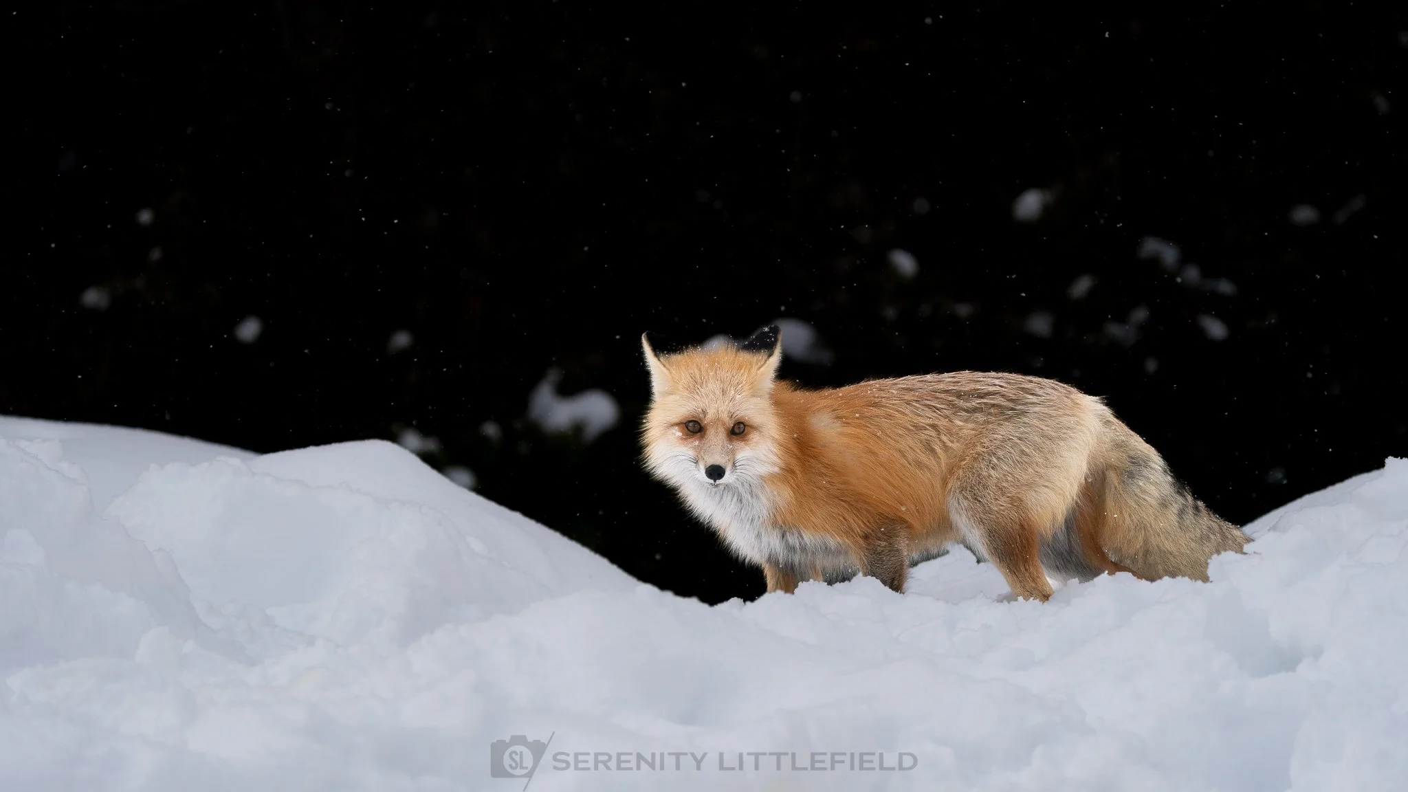 Fox in Yellowstone National Park