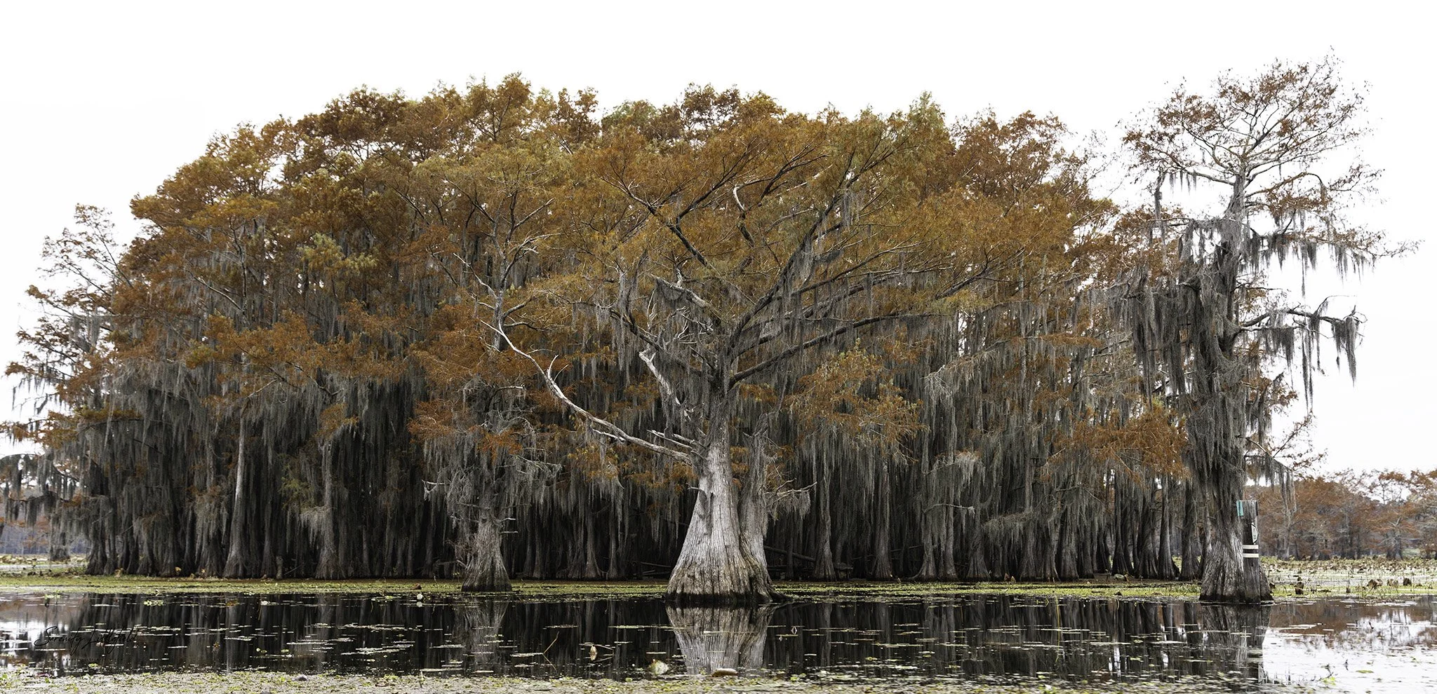Caddo_Lake_2023_SLL-06964-Edit.jpg