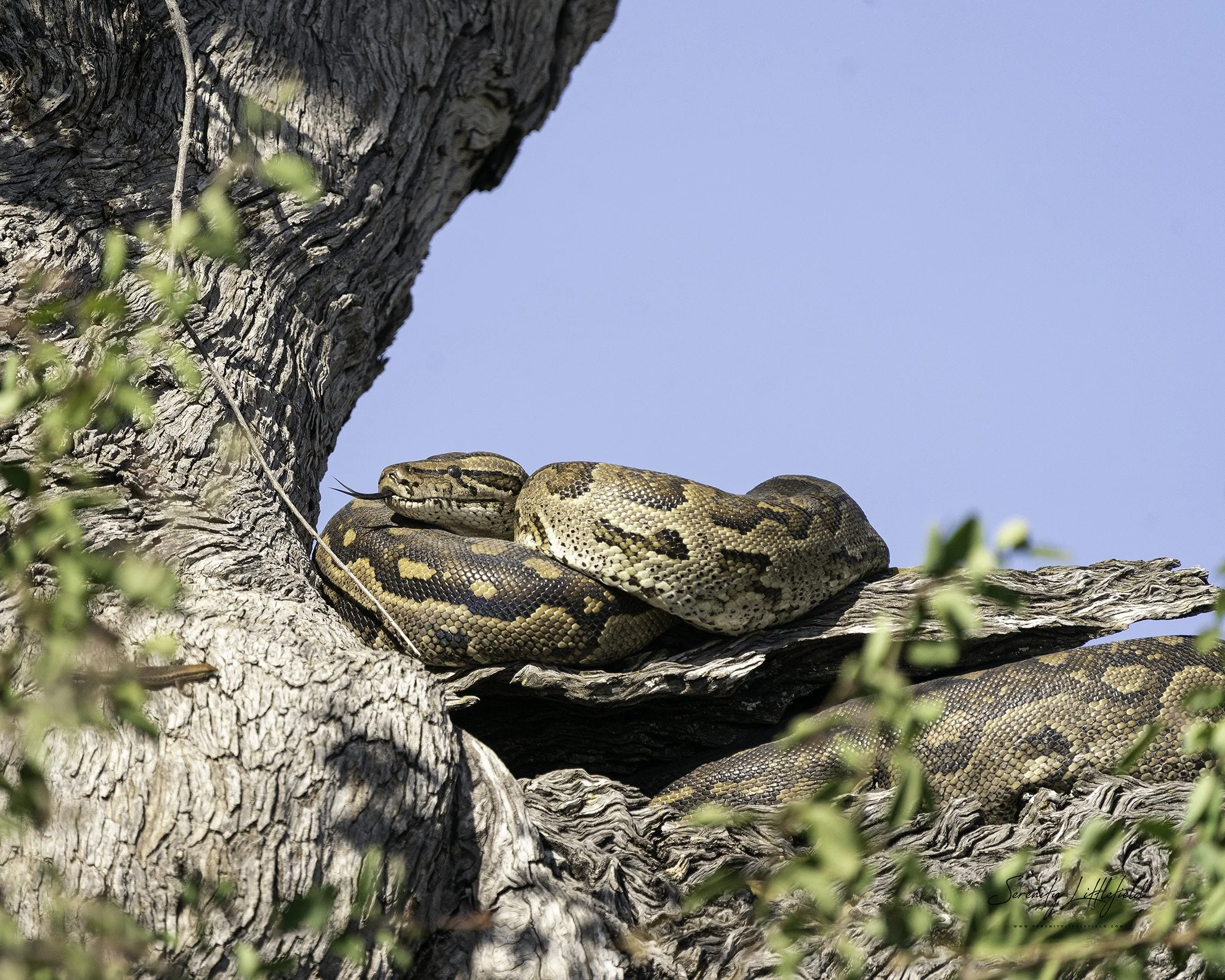 Africa_May_2022_SLL-08298-Edit.jpg