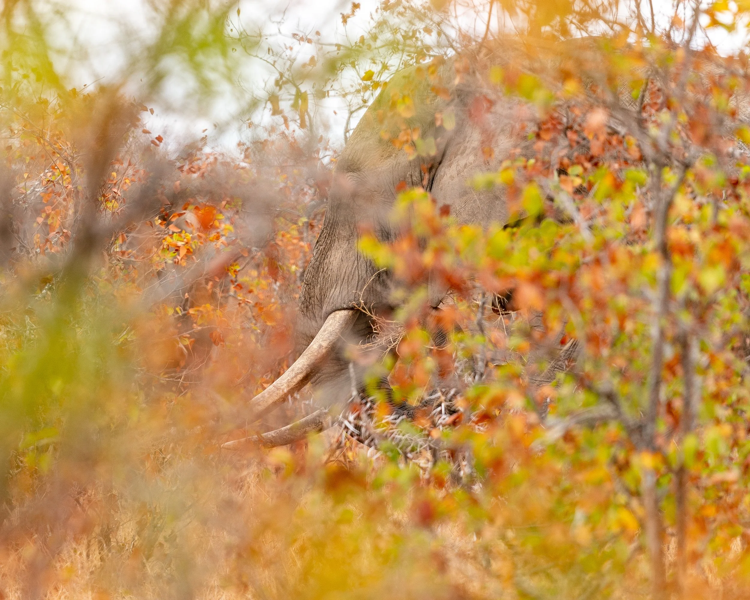 Africa2019_SLL-05608.jpg