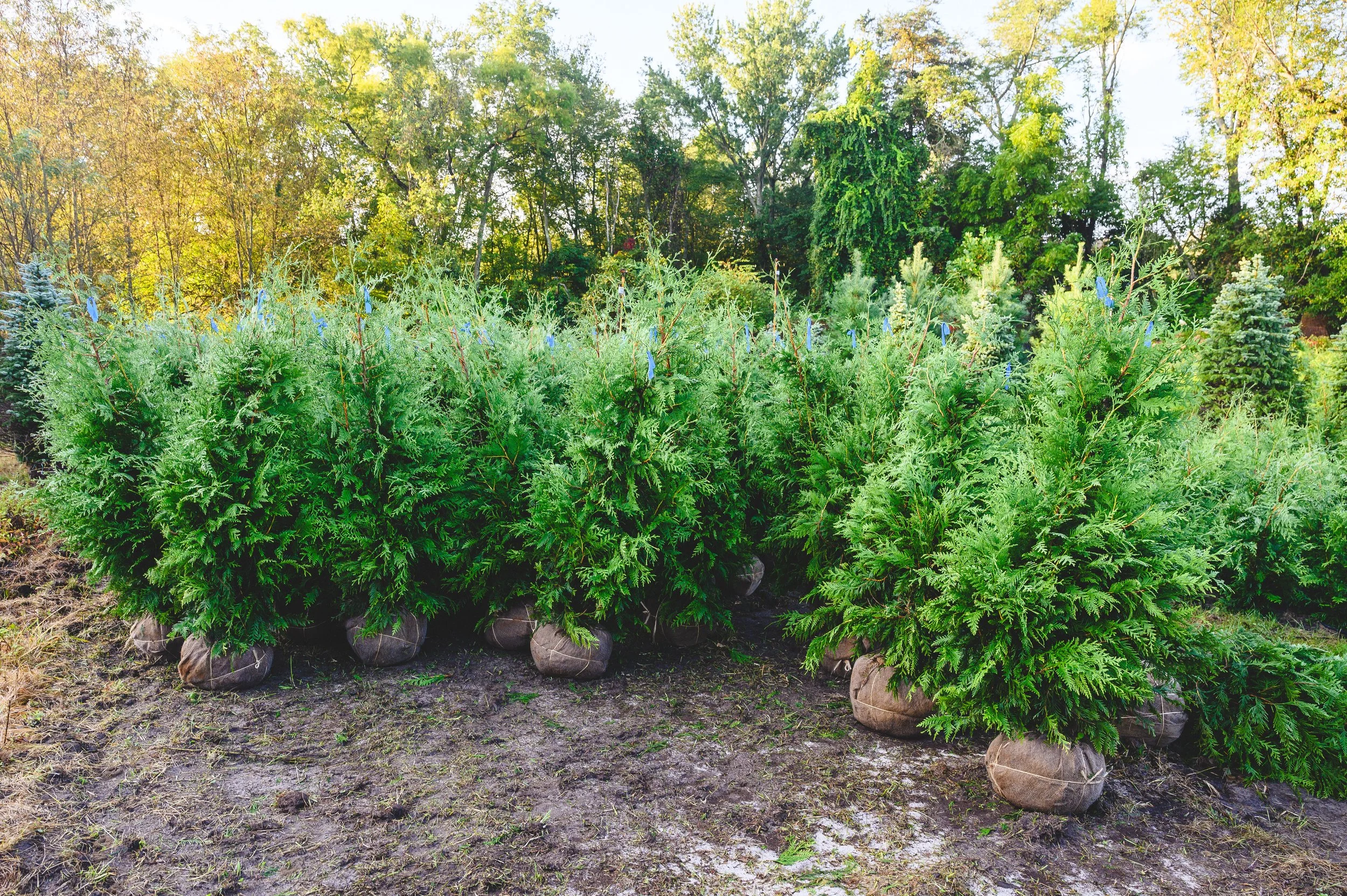 BIOME_TREE_FARM_09_15_25-36.jpg