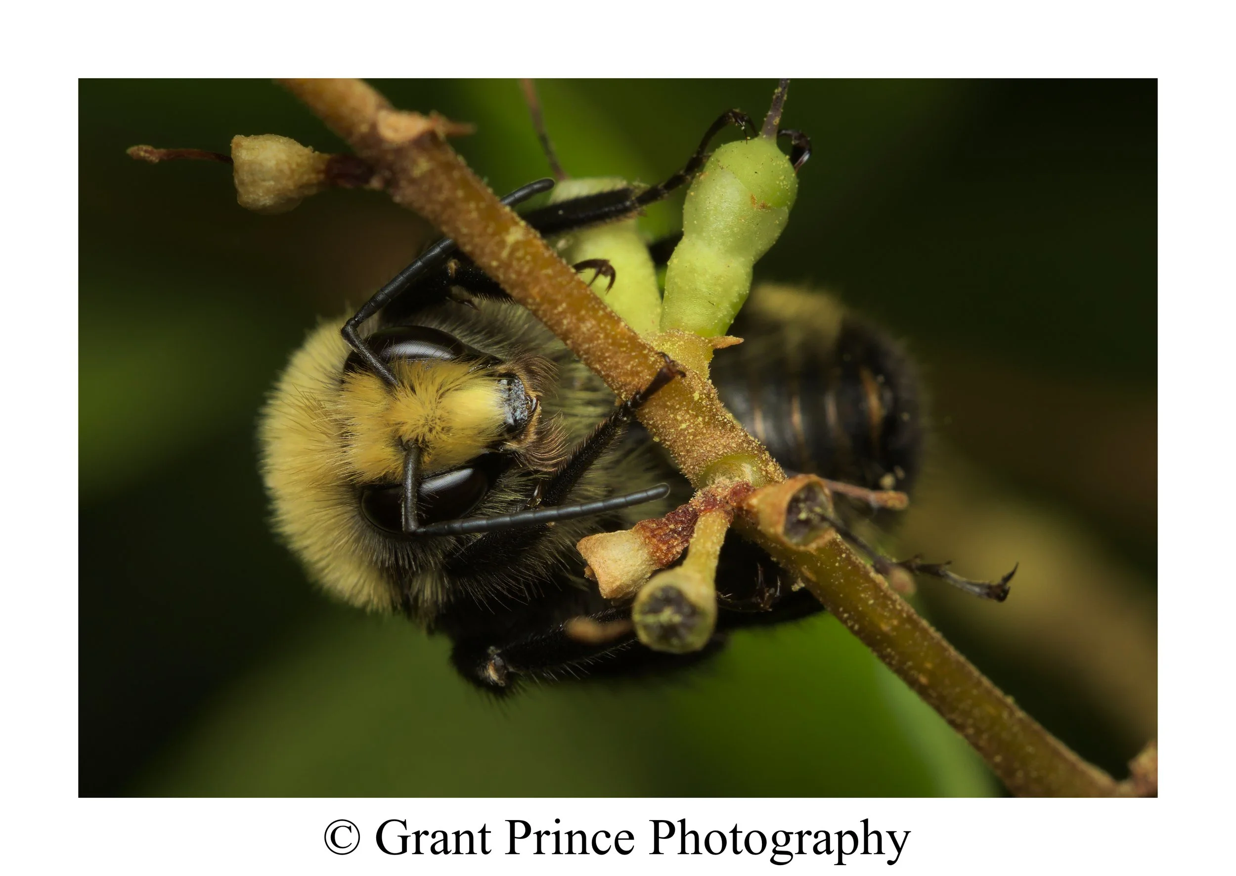 Yellow-Faced Bumblebee   
Bombus Vosnesenskii
