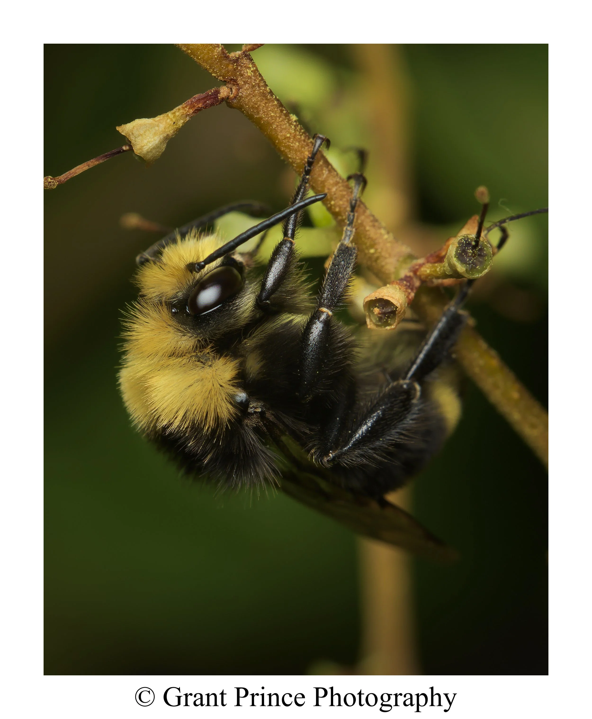 Yellow-Faced Bumblebee  
Bombus Vosnesenskii