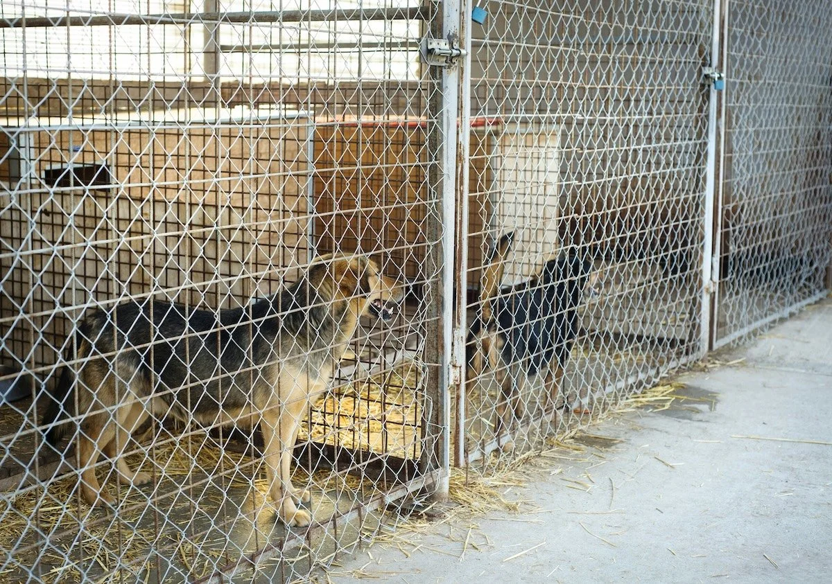 A row of dogs in cages at a rescue shelter