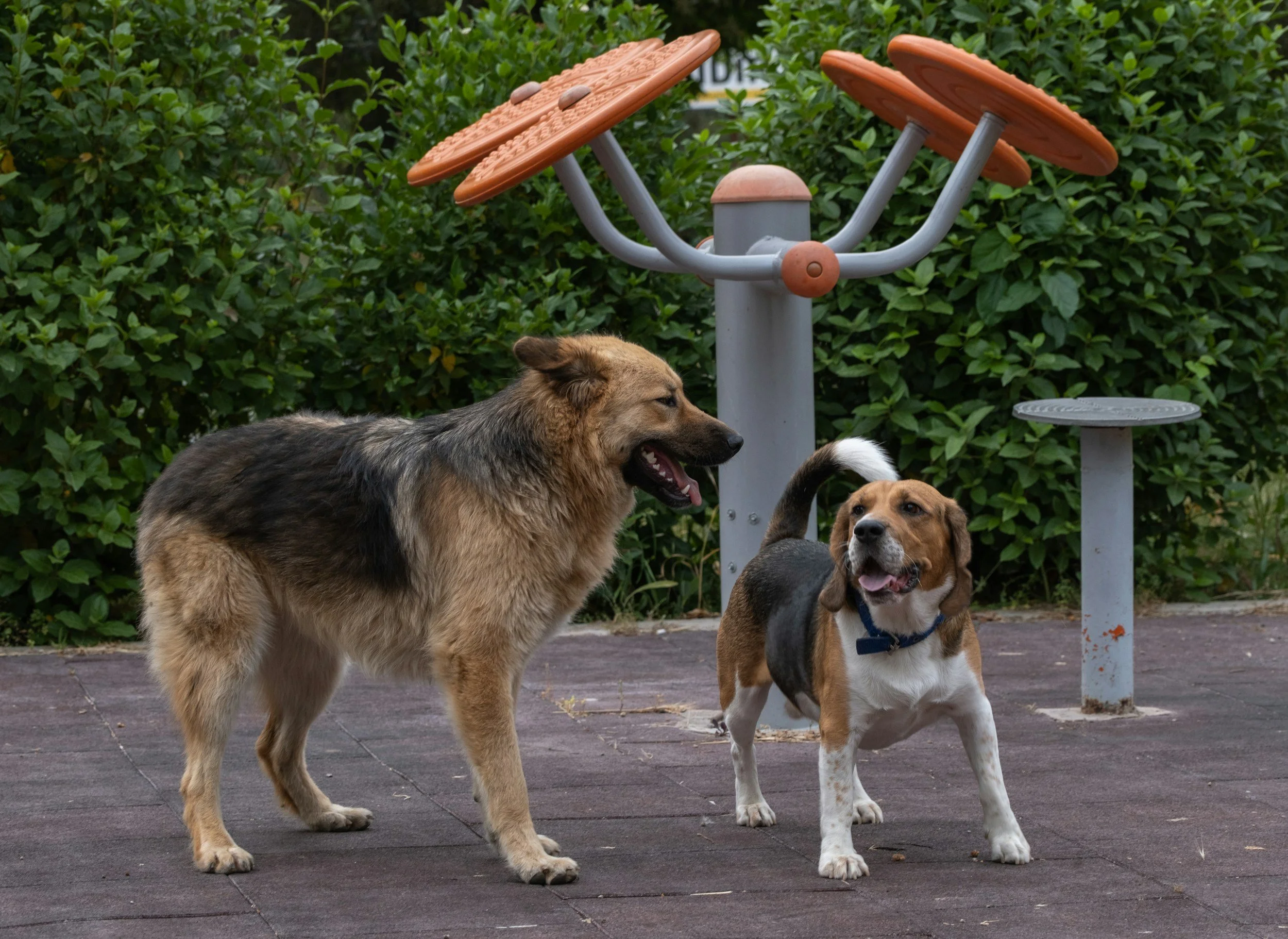 A german shepherd and beagle at the park