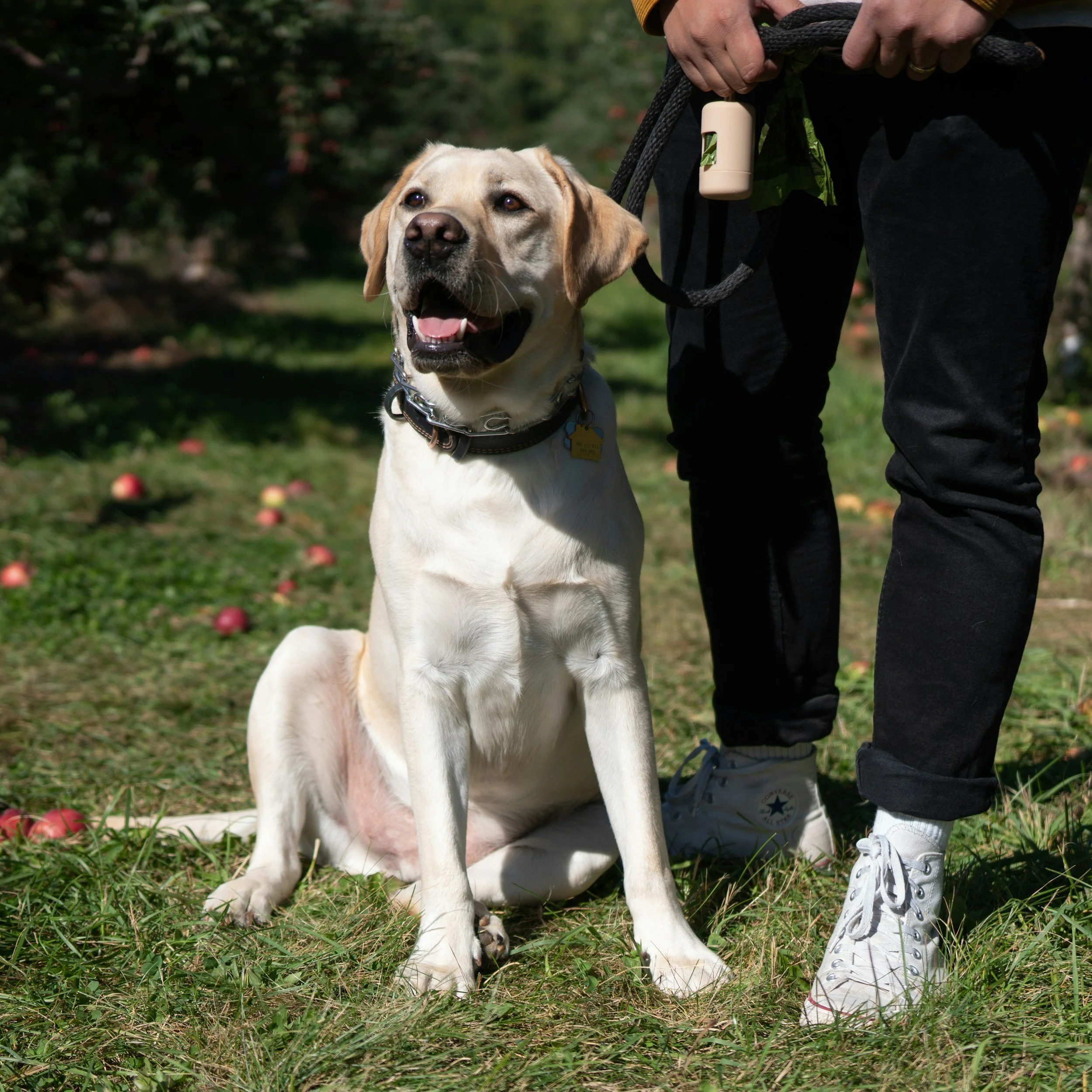 yellow lab on leash sitting beside her owner