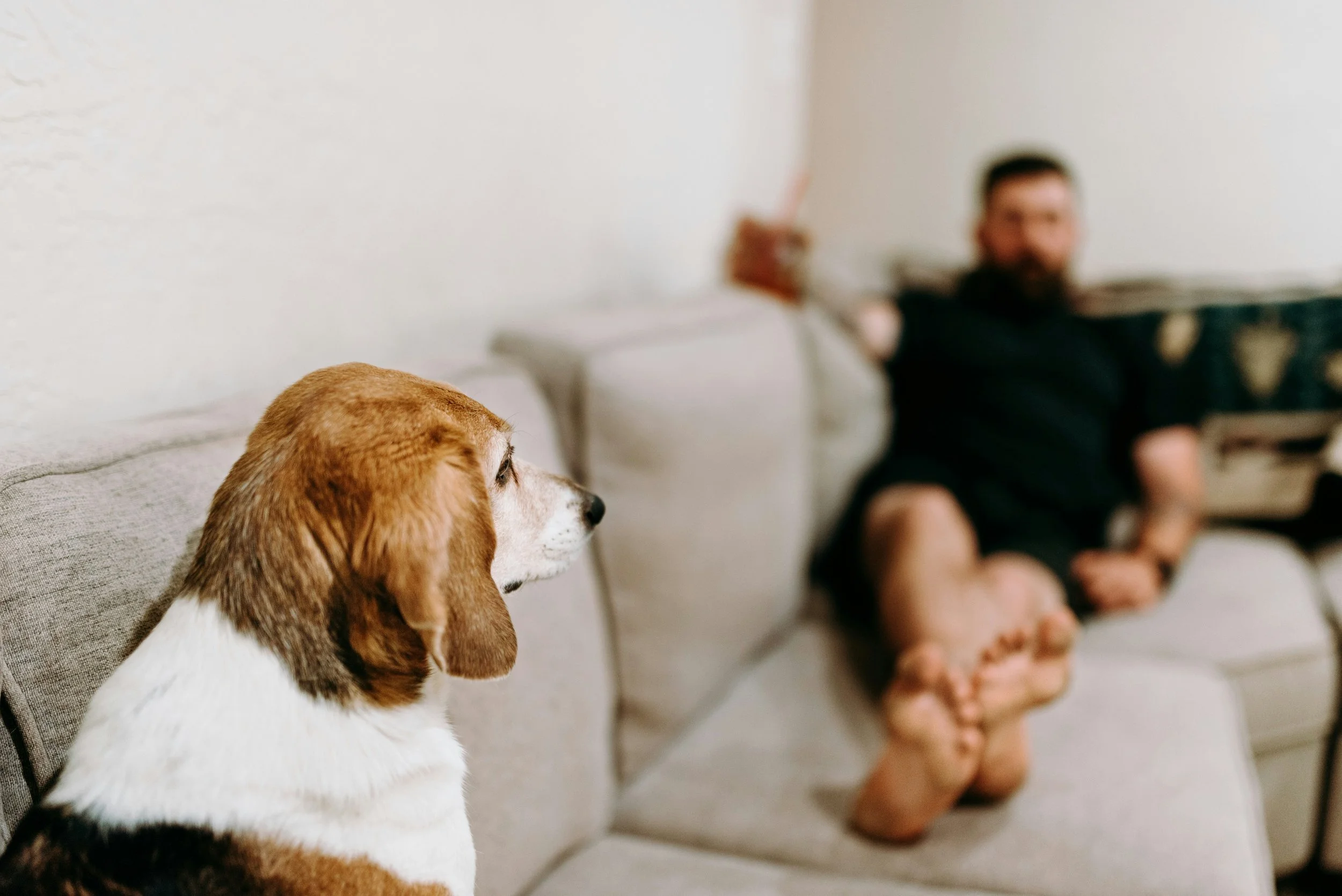 Help! My Rescue Dog Doesn't Like My Partner!