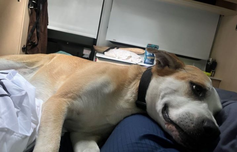 RVing with a reactive dog: Tips from someone who did!