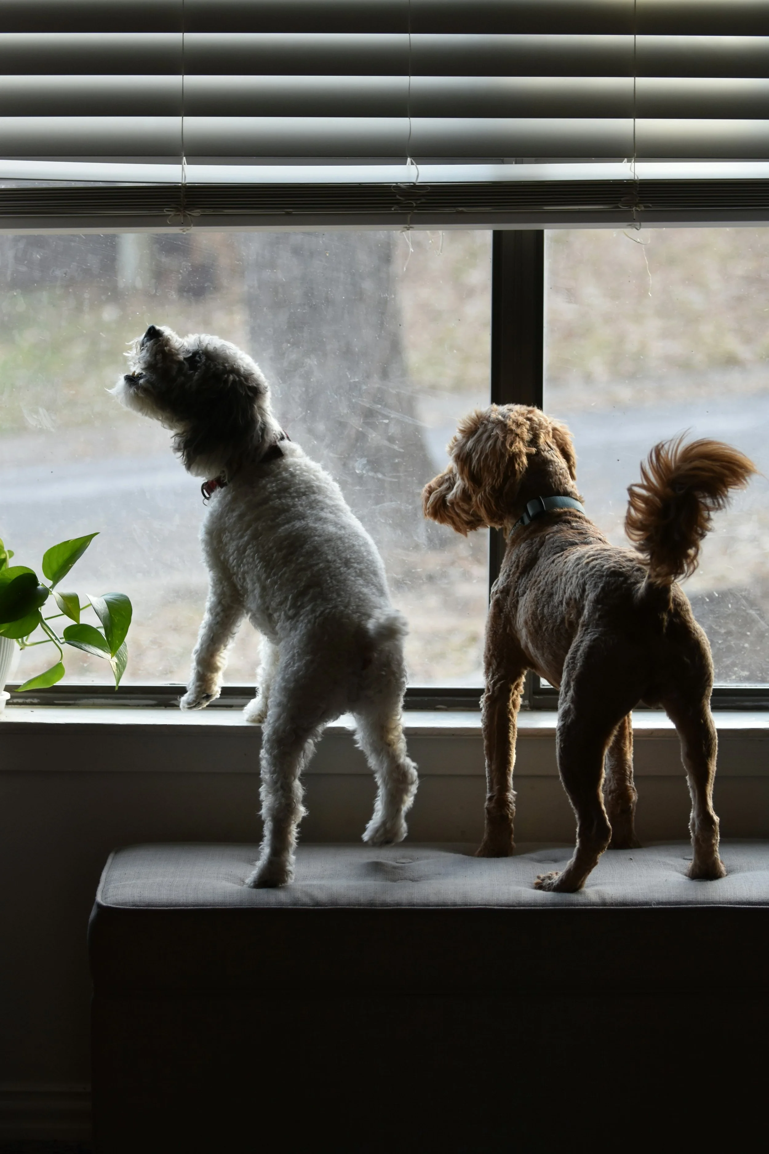 Training Two Dogs at Once: 8 Lessons from a Nanaimo Dog Trainer (Part 1)