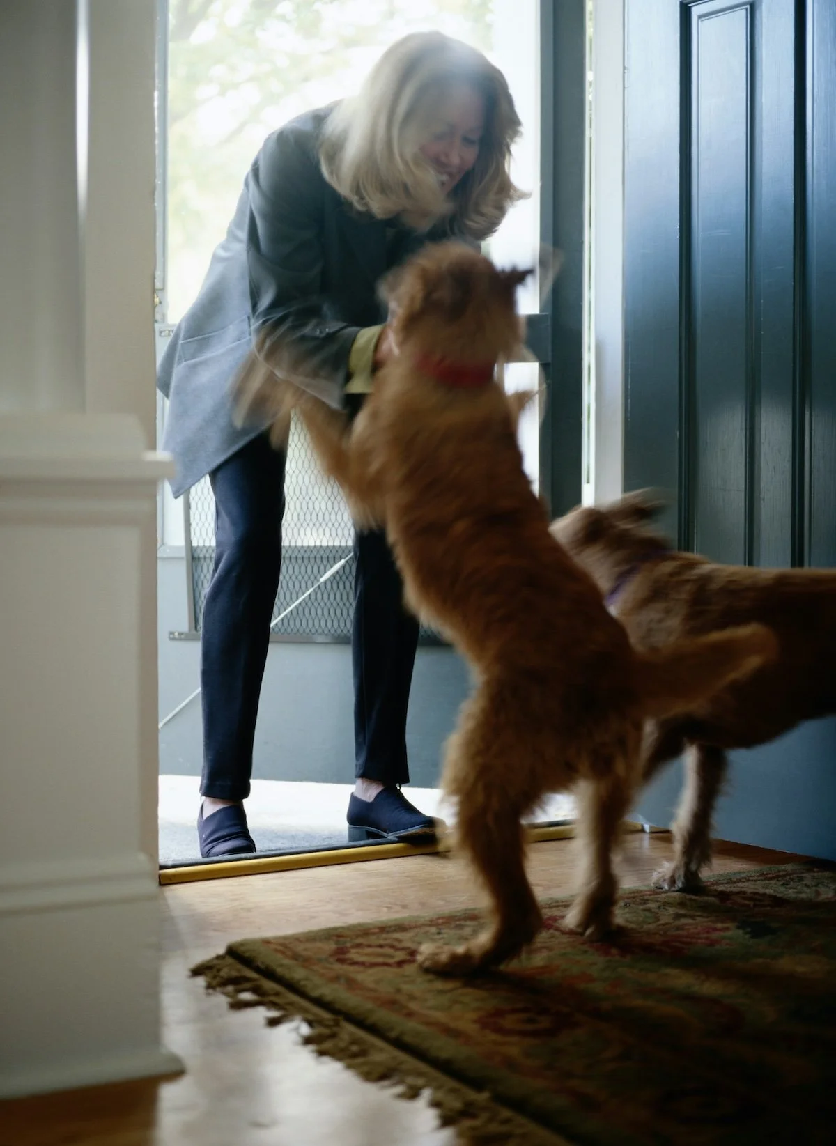 A dog jumping in excitement to greet someone at the door, representing the benefits of training before hosting company