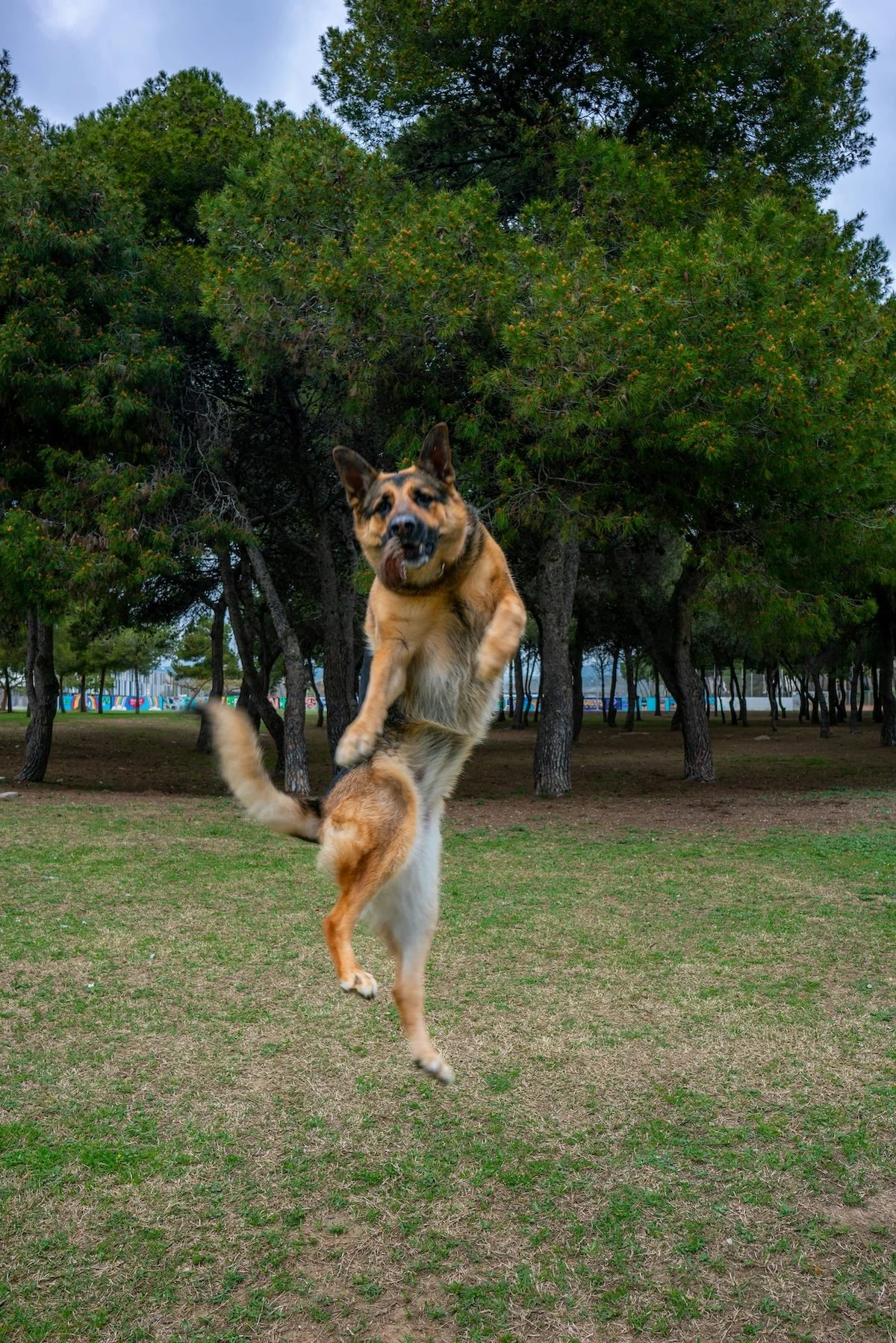 A large dog jumps in the park, representing the benefits of dog training if their owner becomes injured