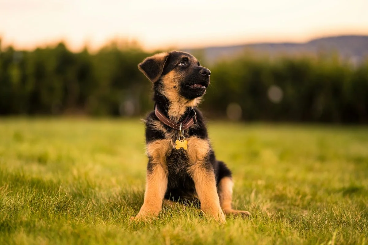 A puppy sitting in a field looking up to someone off-camera, representing the benefits of training dogs while they're young