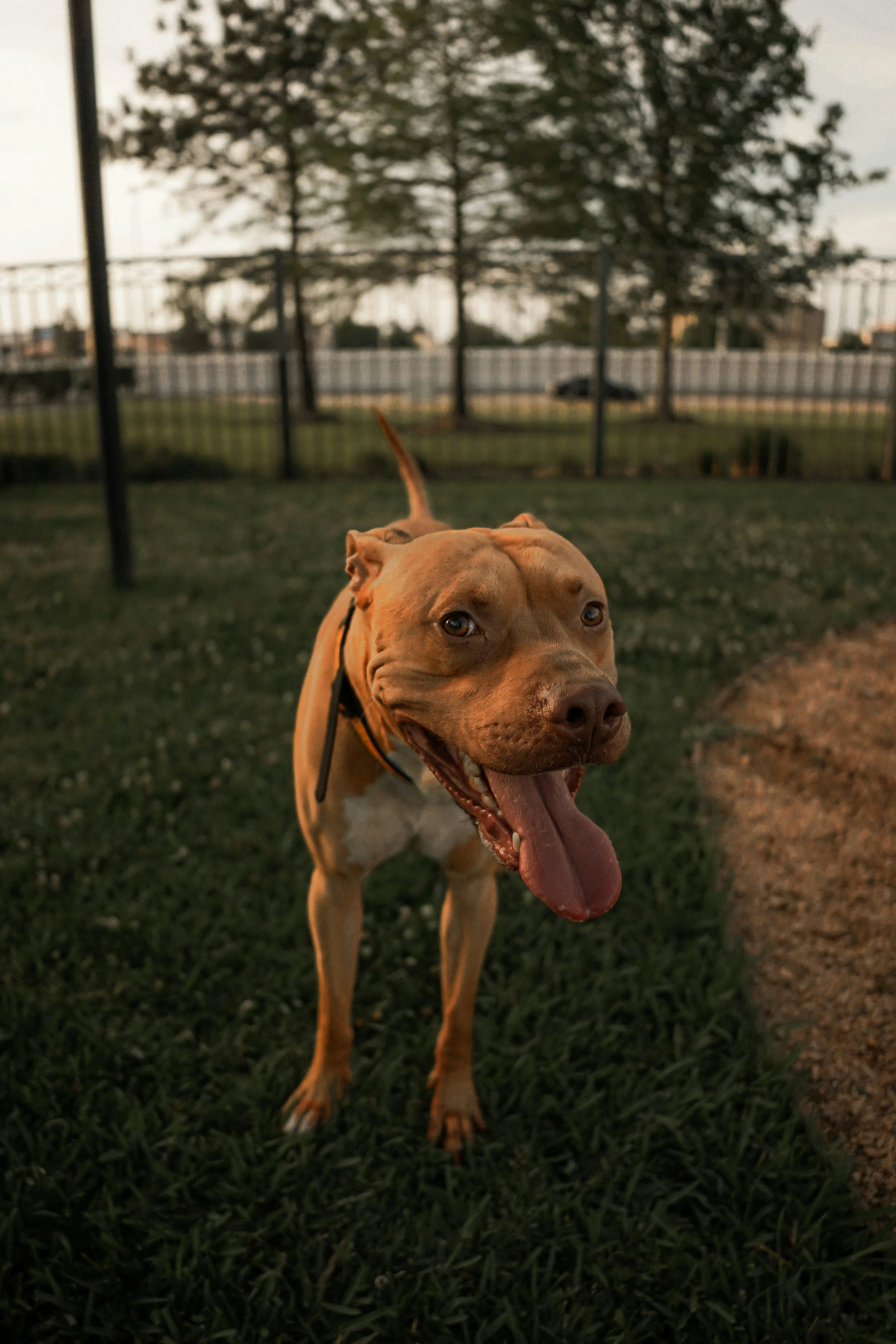 of small tan pit bull terrier representing a happy customer of Nanaimo professional dog trainer Sherri Wade of Rascals and Rescues