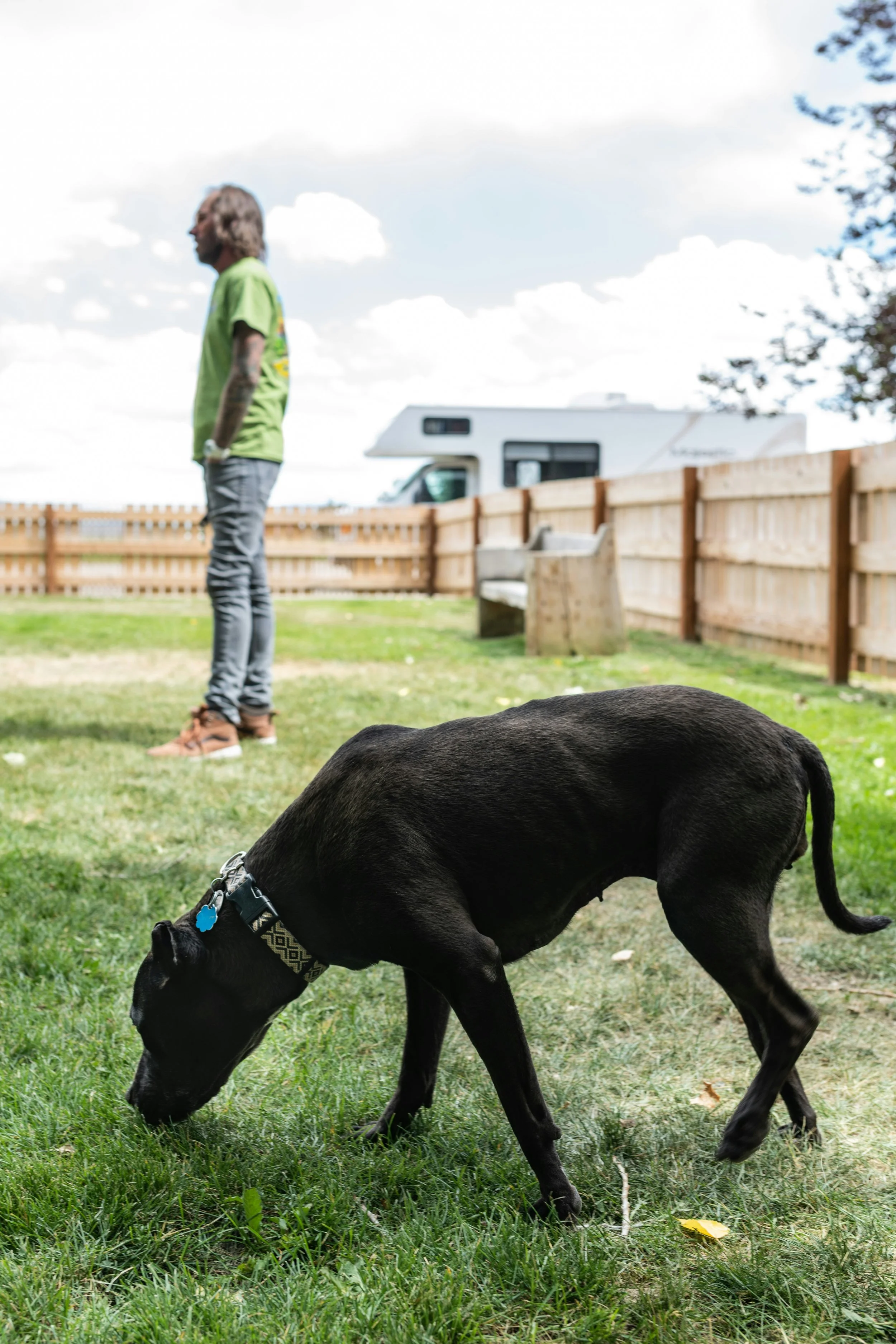 brown dog sniffing in a fenced yard and a man in a green shirt standing