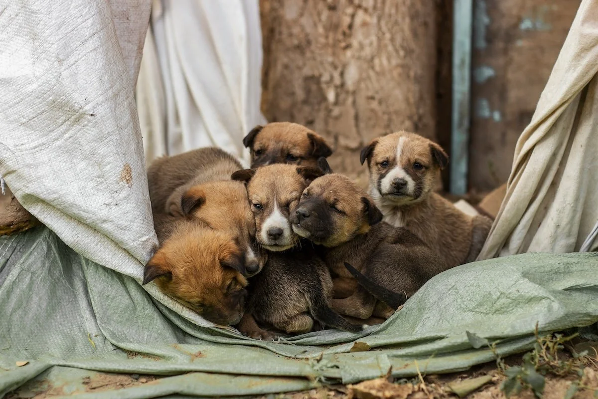 Six rescue puppies curled up on a tarp outside